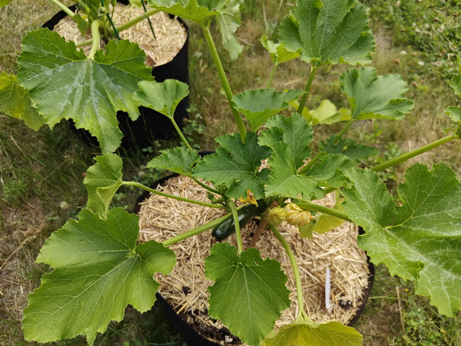 A Dark Green zucchini fruiting on 25 June, one lying straight and very dark at the crown with the collapsed yellow flower still attached at its tip, a second flower open beside it as a ruffled trumpet, and a small reddish insect on a leaf edge above.