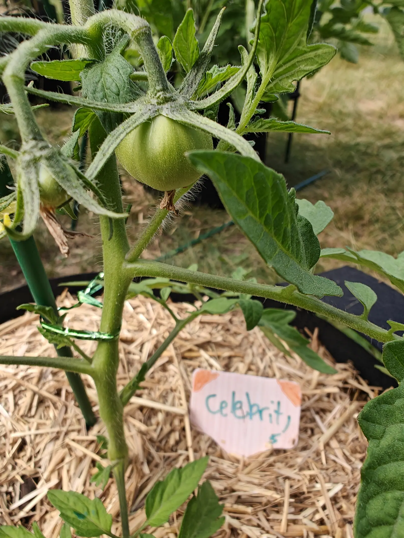 A Celebrity tomato on 25 June, one shallowly ribbed green globe still furred all over with fine hairs and cradled in a bristly star of sepals curving back off its shoulder, the withered flower still clinging underneath, back-lit by hazy sun.