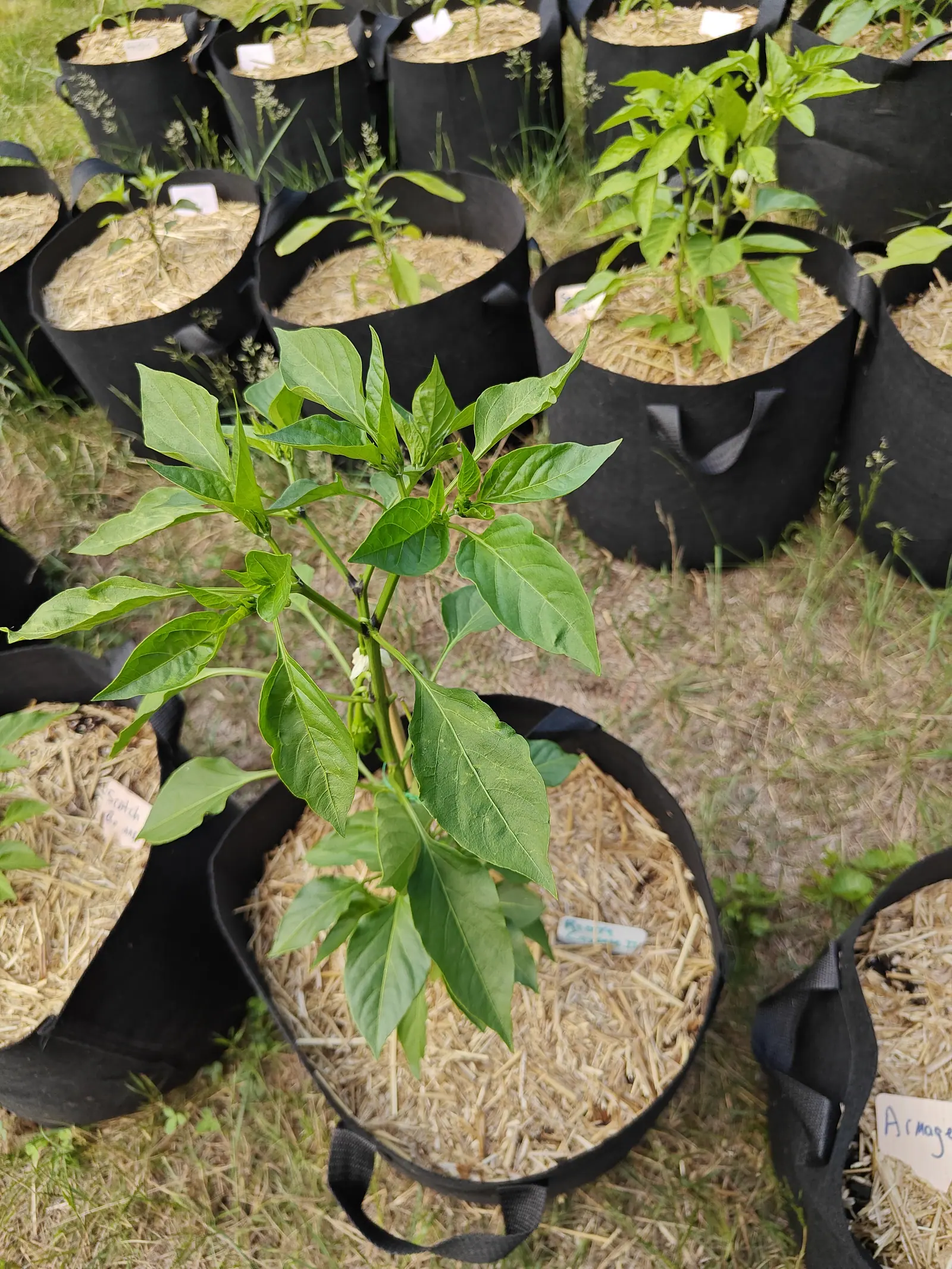 A Ristra Cayenne on 25 June, one white flower nodding off a bent stalk halfway up the stem and a second just opening beside it, its long-tipped leaves drooping away from the stems, with more of the same plant at every size behind it in flat overcast.