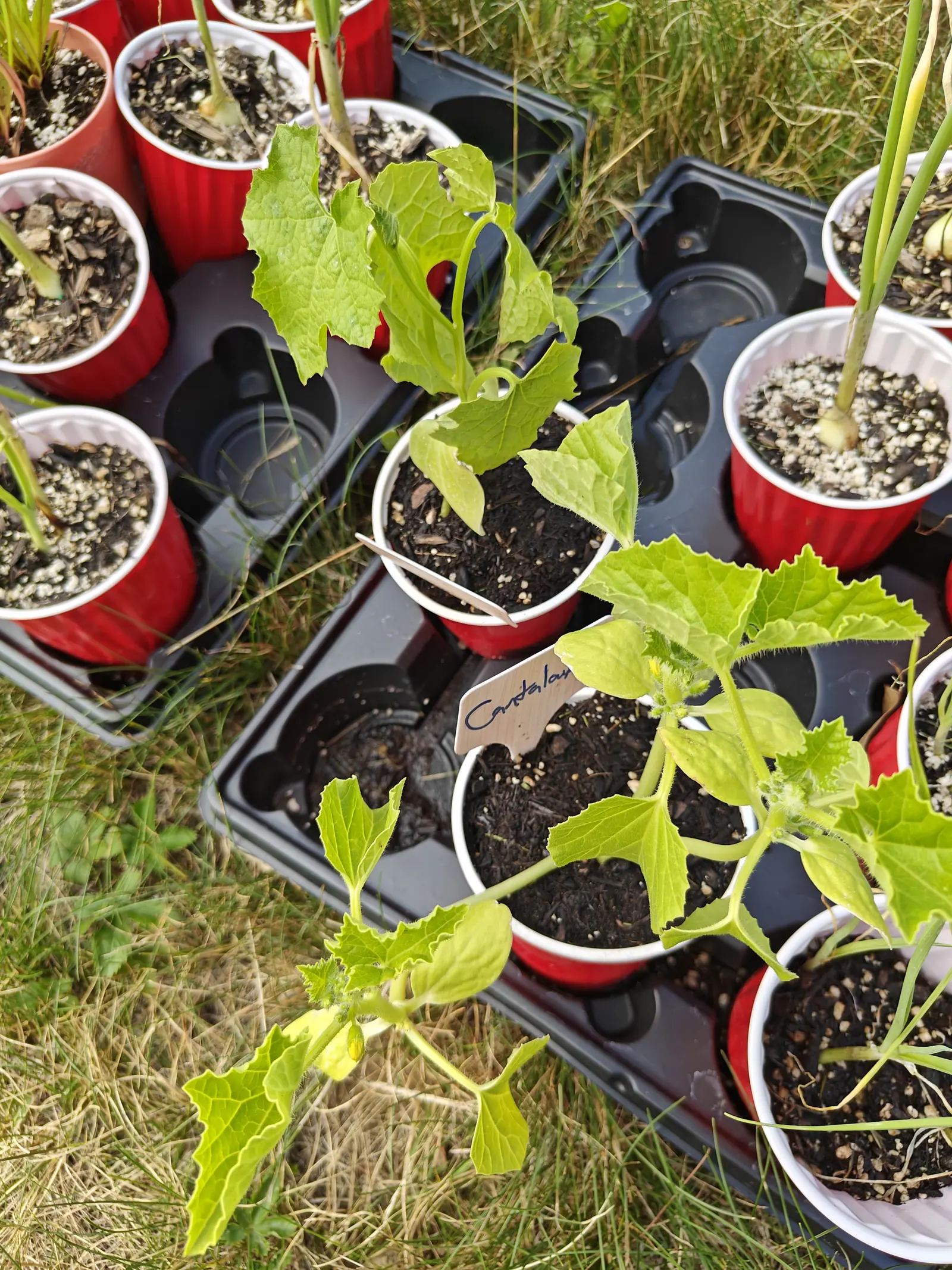 On 25 June, leggy young vines running sideways out of their cups, stems clothed thickly in stiff white bristles and no tendril yet gripping anything, with tight clusters of hairy buds at the nodes and one showing a first sliver of yellow petal.