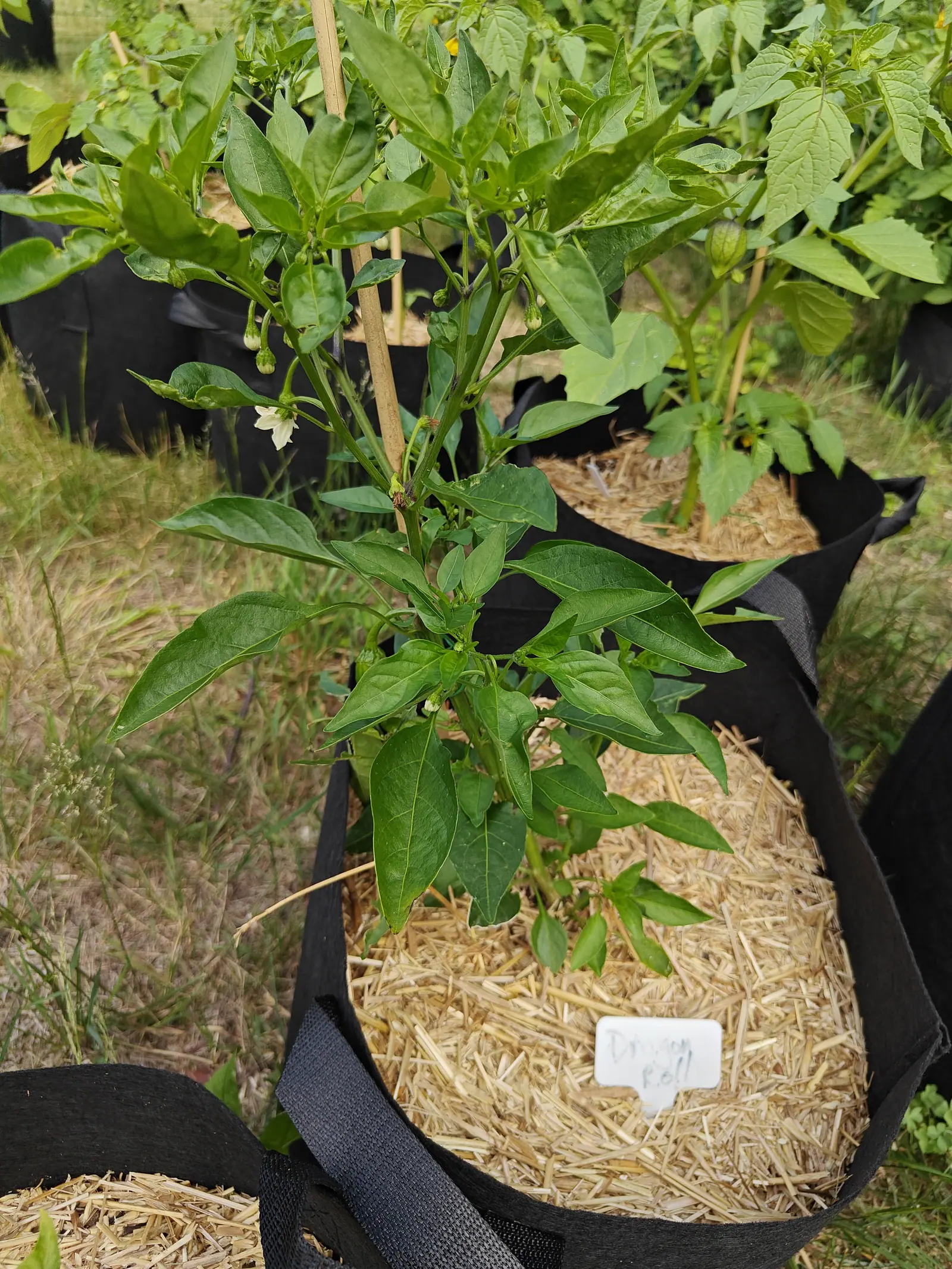 A Dragon Roll on 25 June, no fruit set yet: two white flowers nodding off pedicels bent into sharp hooks, with eight or ten green buds at the nodes above them, and behind it one pale papery lantern on a coarser plant of another crop.