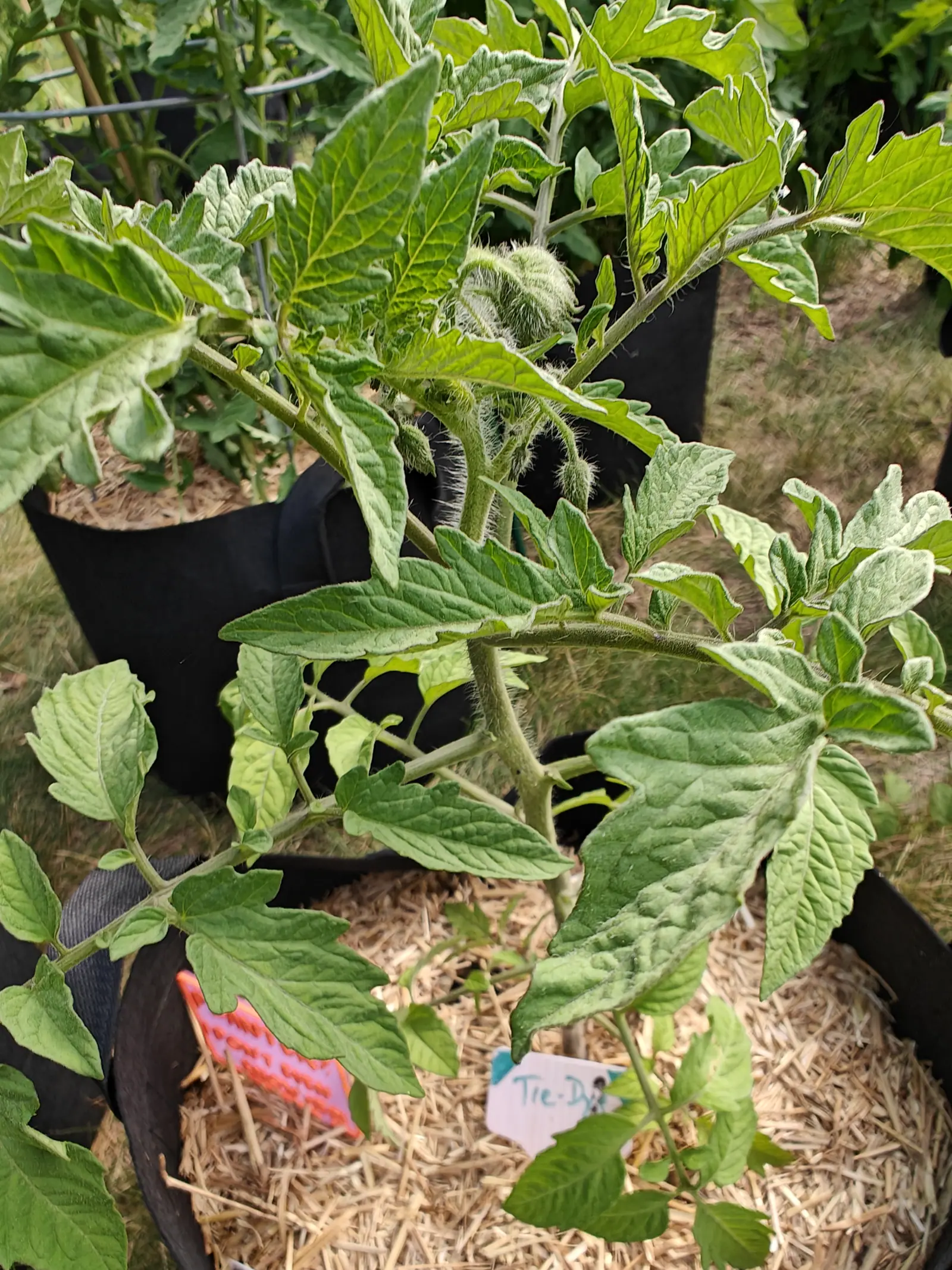 A Tie-Dye tomato on 25 June, shaggy with long white hairs that rim every stem edge, four or five plump buds at the center so densely furred they read gray-green, none of them open, its leaves buckled and twisted between impressed veins.