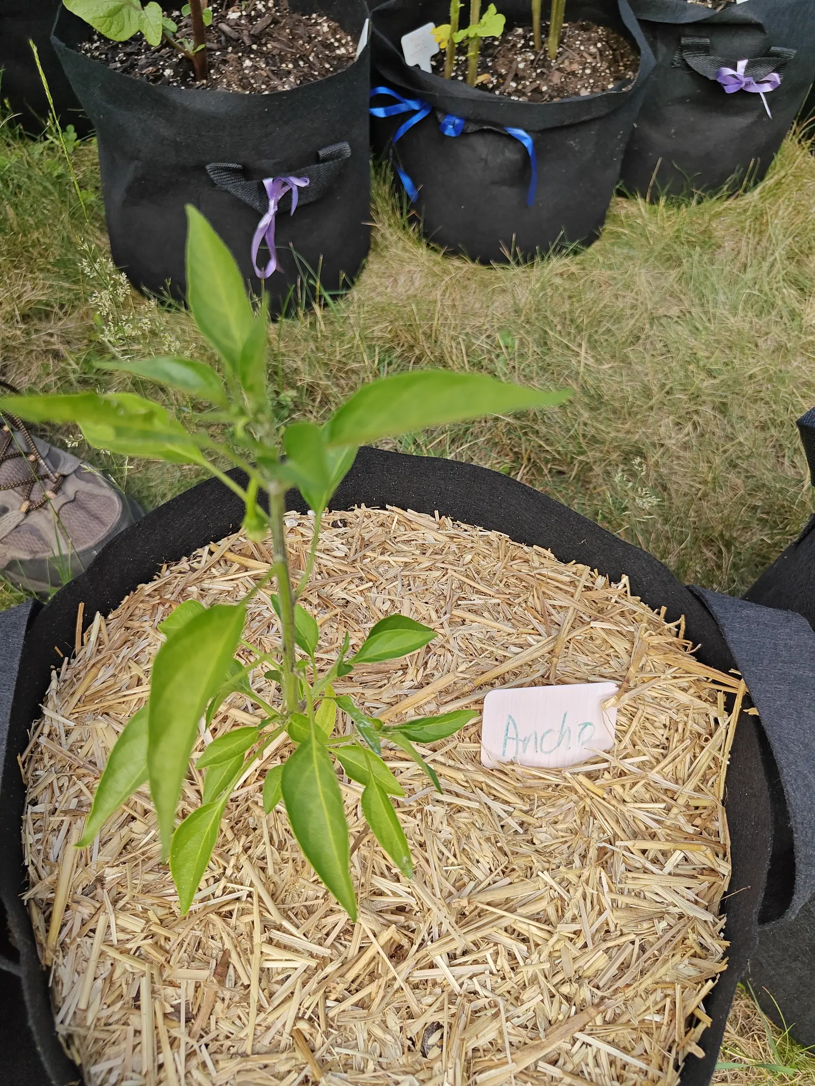 An Ancho on 25 June, one erect stem already forking near the top and carrying nothing yet but glossy pointed leaves, with lavender and bright blue ribbon bows knotted to the handles of the bags standing behind it in flat overcast light.