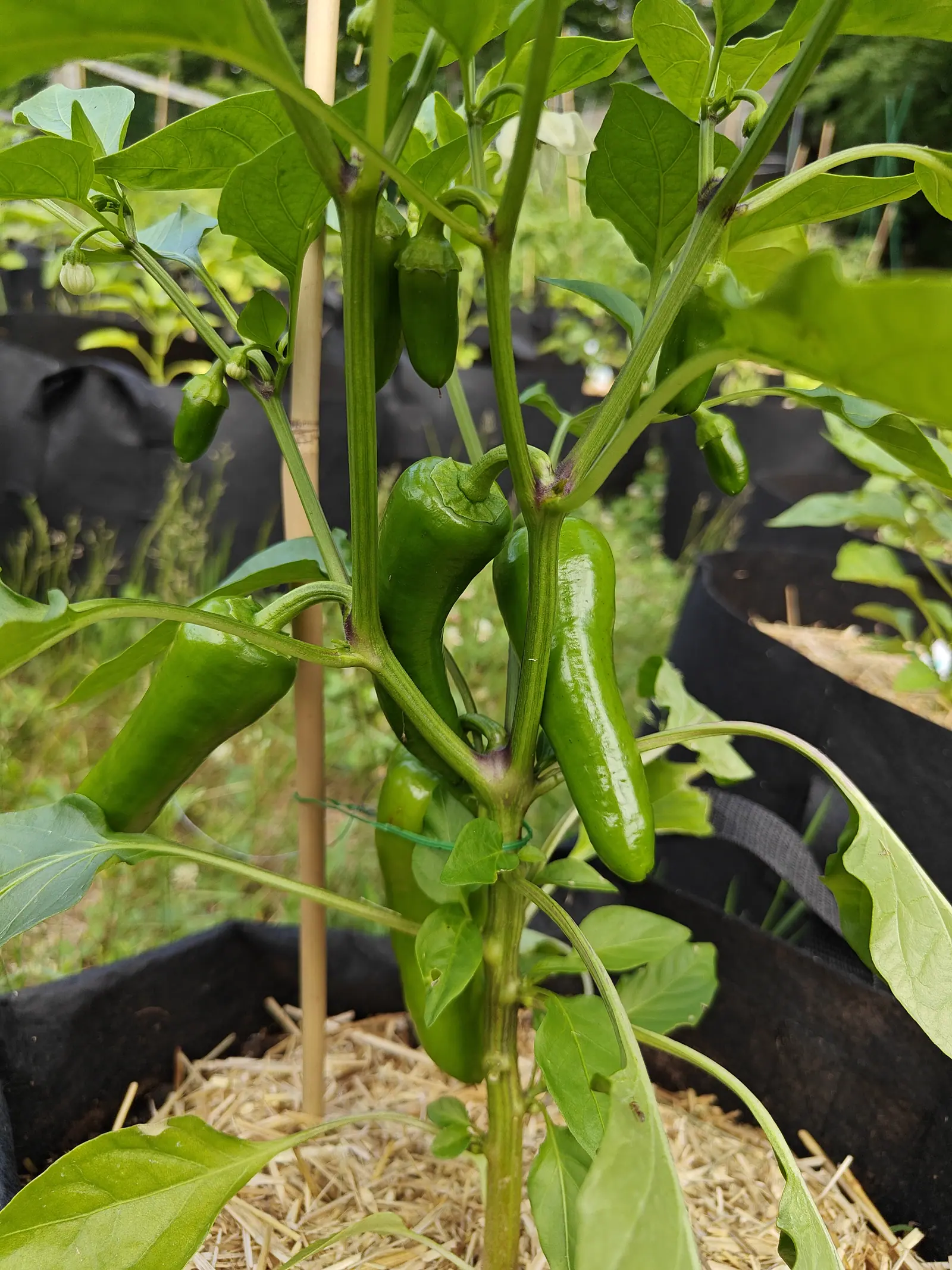 Pick-N-Pop Yellow on 25 June, eight or nine fruits at once and not a blush of ripening in any of them: the big ones hanging down and outward, the younger ones still stubby and near horizontal, every node on the stems stained deep purple-brown.
