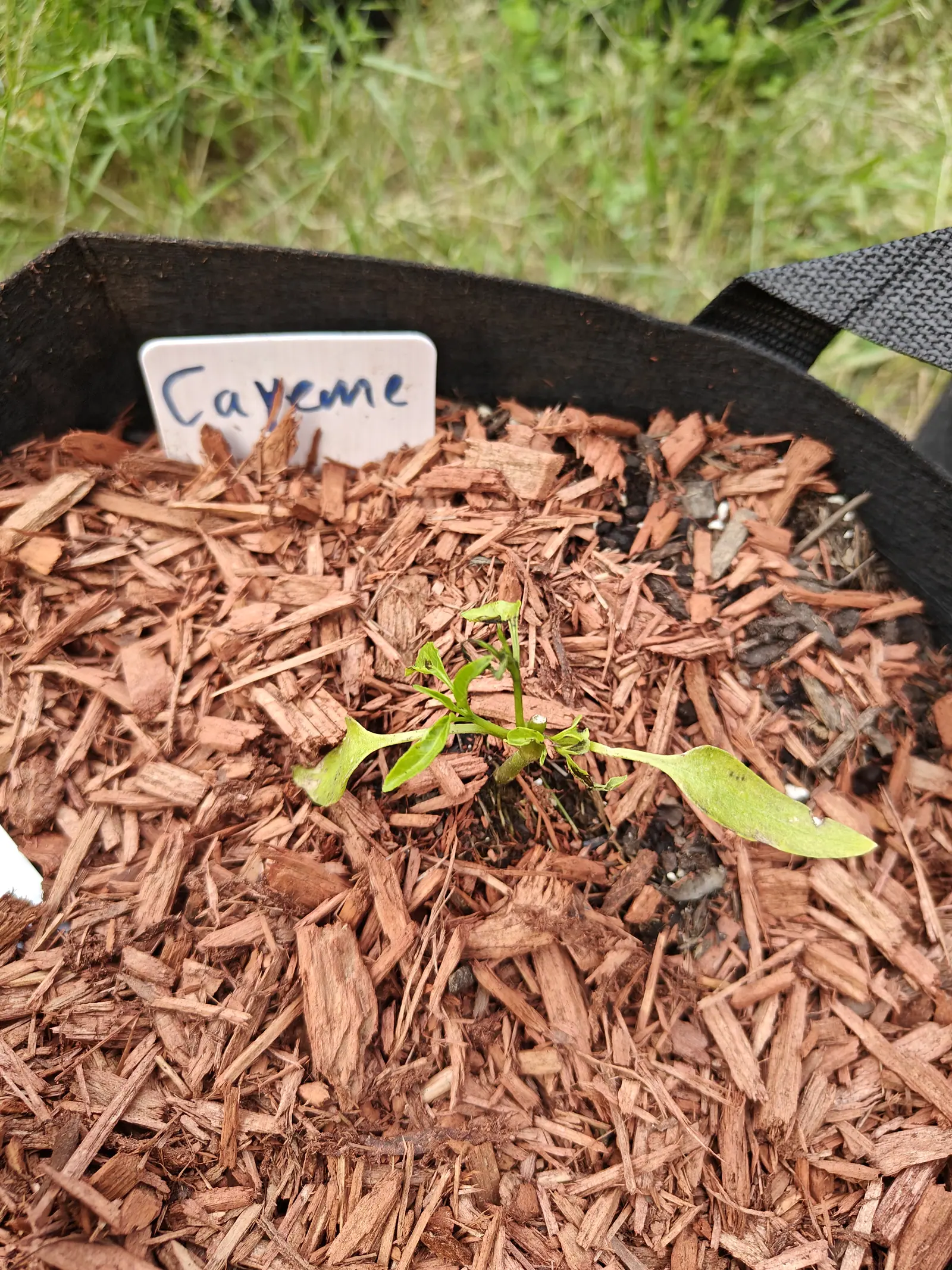 One seedling barely clearing the mulch on 25 June, its first pair of leaves still held out long and strap-shaped, and above them a tight crumpled rosette of true leaves gone ragged and holed as though something has been chewing them.