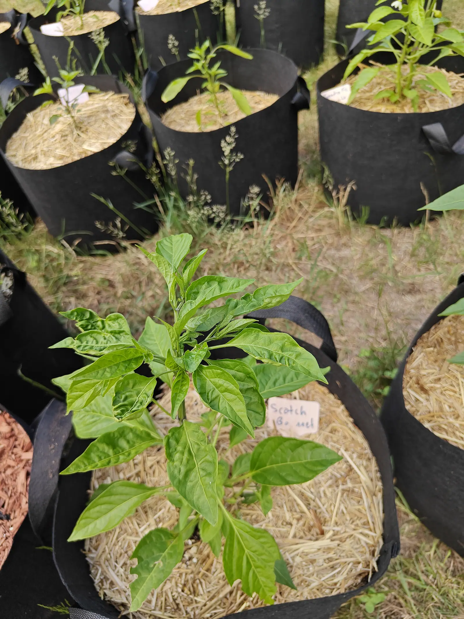 A pepper sold as Scotch Bonnet on 25 June, all leaf and nothing else yet, each glossy blade cupping as it puckers and dimples between its sunken veins, the newest at the crown paler and crimped along the edge, and one stem below branching into three or four shoots.
