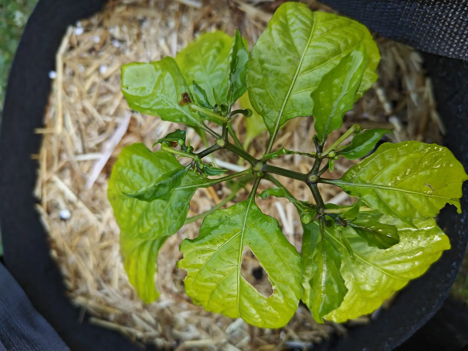 A Habanero on 25 June, a bud nodding on a curved stalk at every fork of the stem and every node stained dark purple-brown, its quilted leaves rucking up between sunken veins and chewed through in a long ragged hole at the front, wet-looking under cloud.