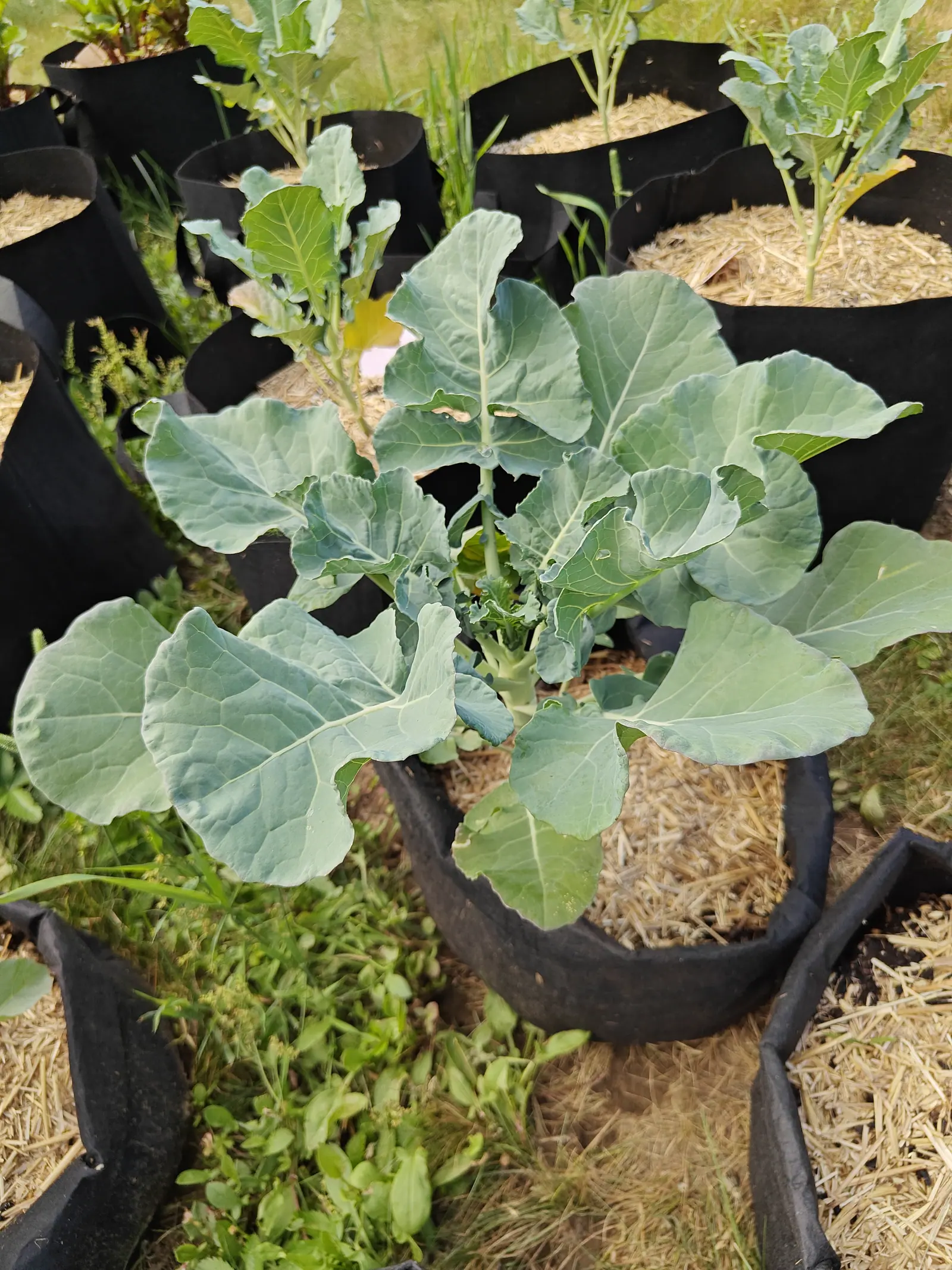 One big waxy blue-gray rosette on 25 June, ten or twelve spoon-shaped leaves off a single low crown with chalk-white midribs and heavily lobed wavy margins, and nothing at the center yet but a tight knot of crinkled young leaves.