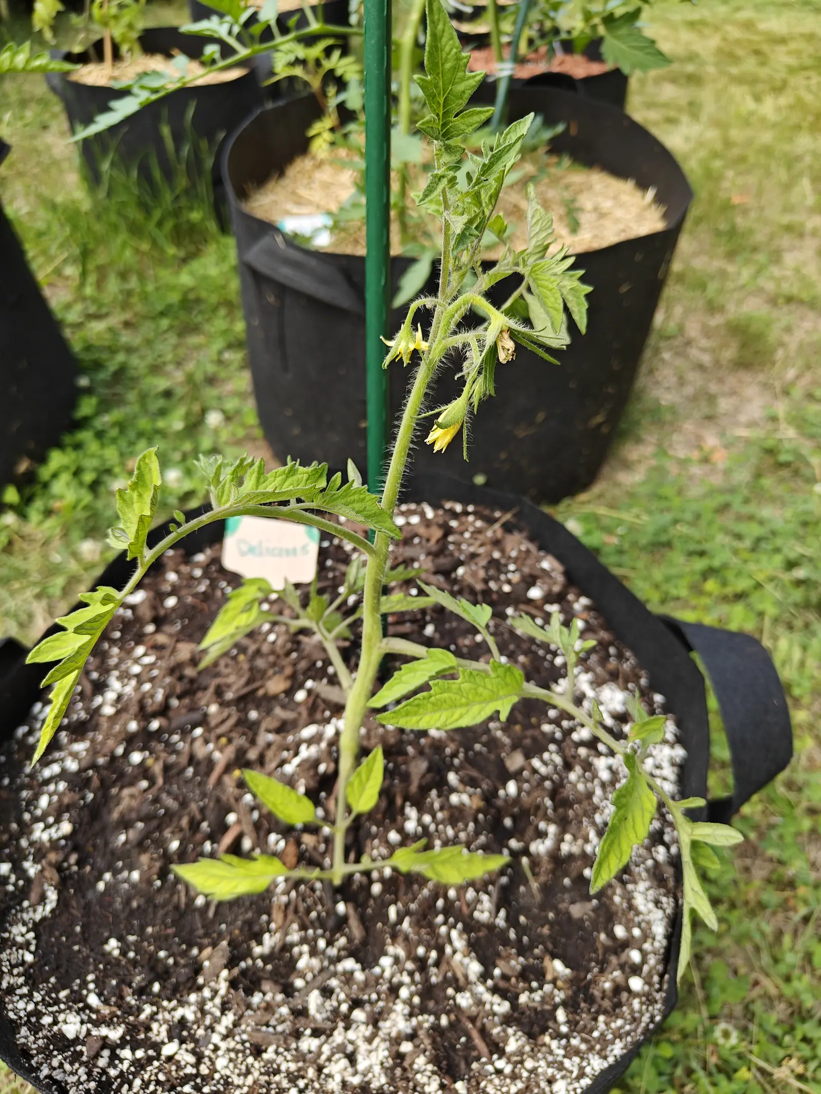 A Delicious tomato on 25 June, leggy and thin-leaved, one hairy truss carrying two open yellow stars with their petals folded right back from the fused anther cone, a shriveled brown flower and two closed buds on the same stalk.