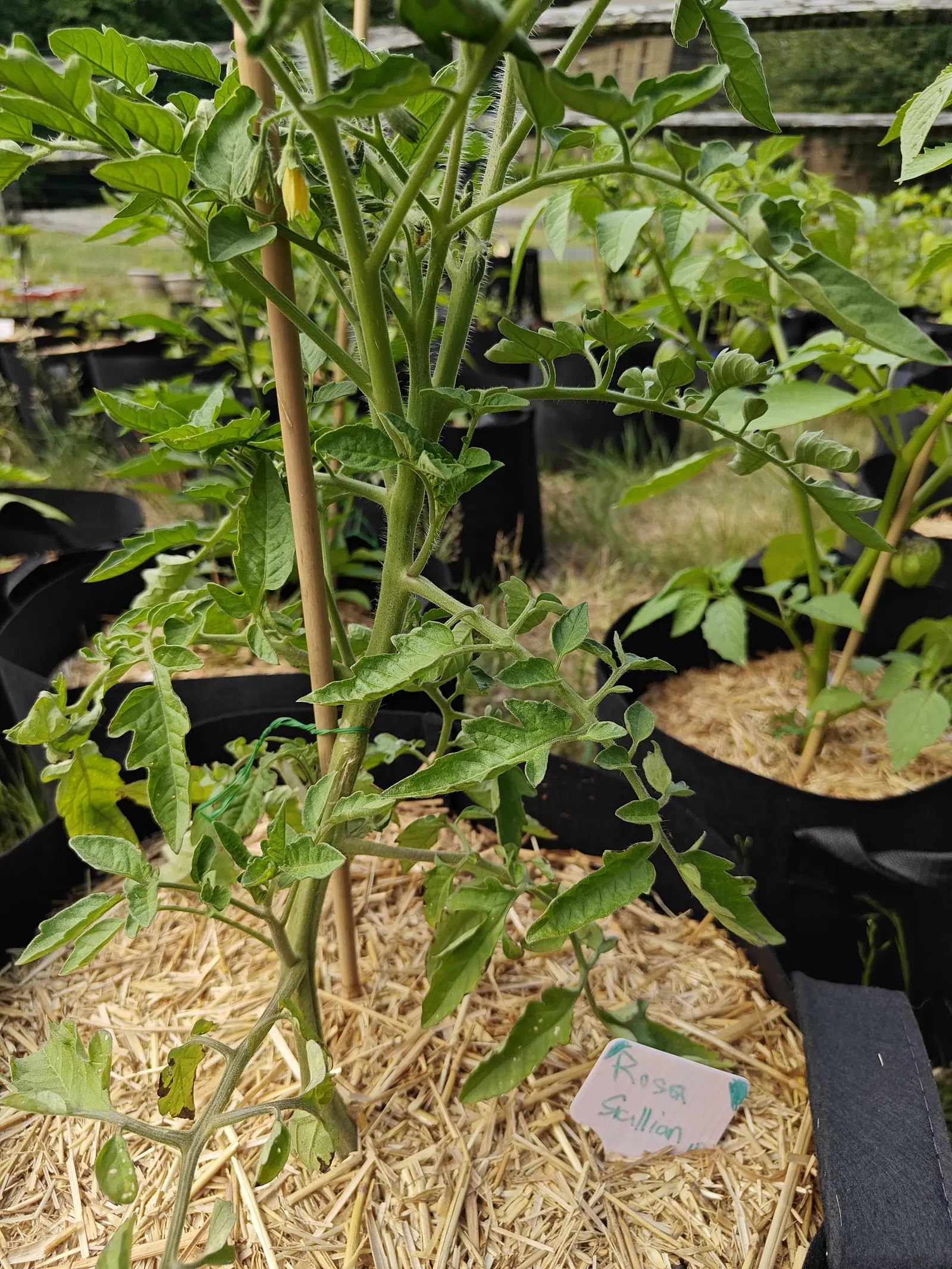 A Rosso Sicilian on 25 June, upright and open with no fruit of its own yet, one yellow flower hanging off a hairy stalk and two or three withered brown ones still at the crown, its stems furred dense white all over, in flat diffuse light.