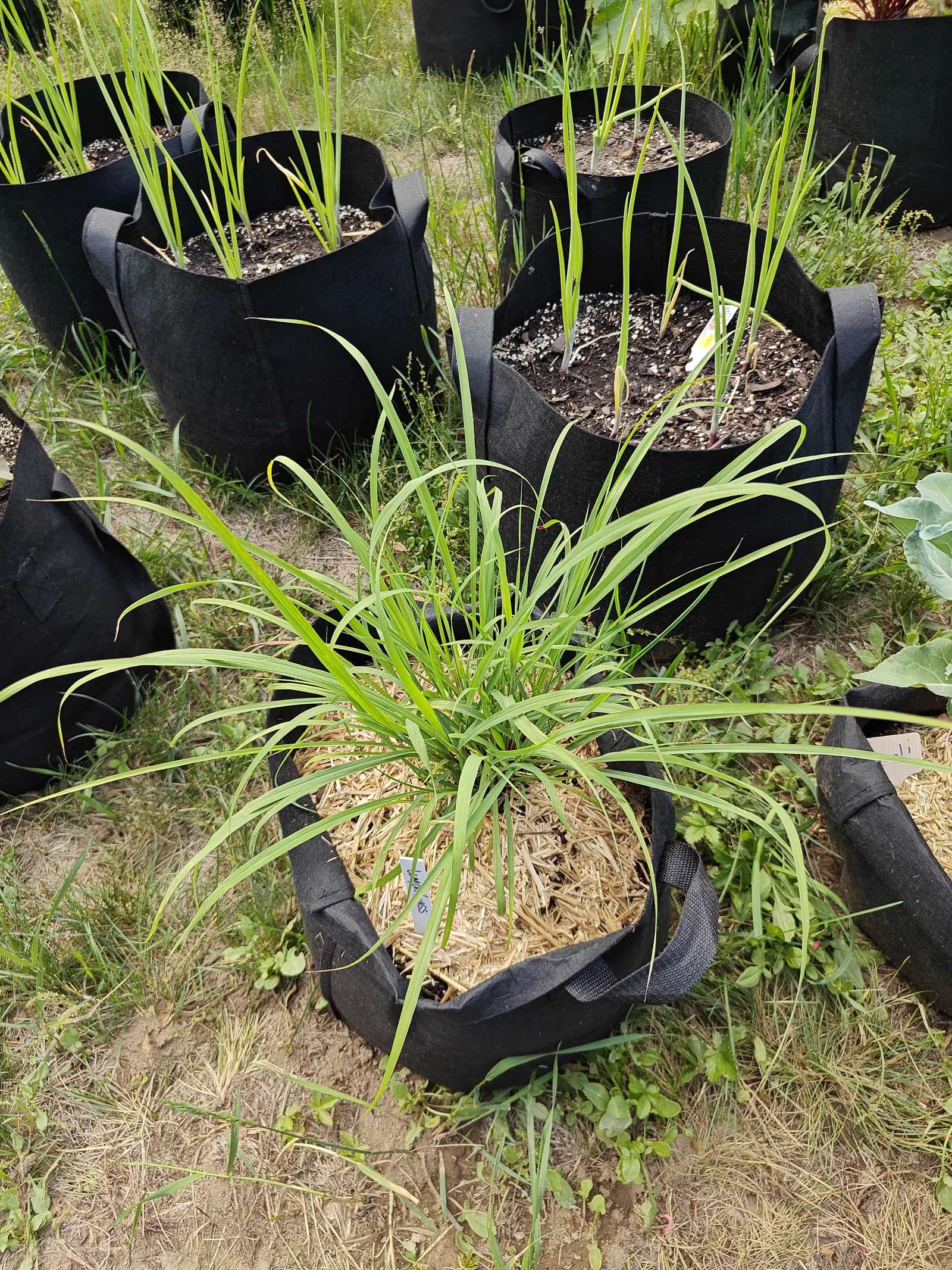 A grass clump on 25 June fountaining out wider than the bag it stands in, every flat blade keeled pale down the middle and arching over from one tight tussock, several tips dried to straw and the crown itself buried out of sight, in hazy light.