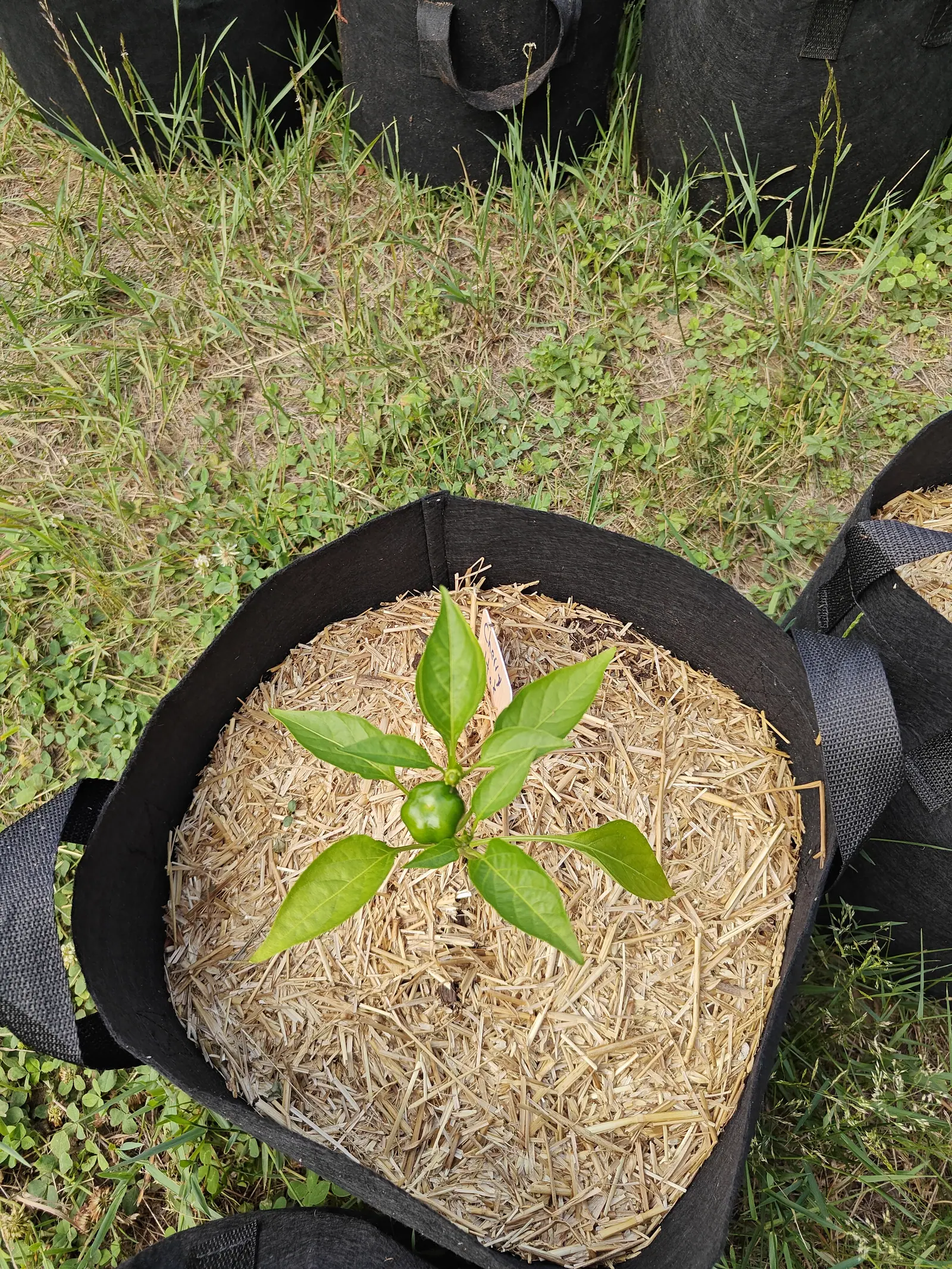 A Cherry Hot on 25 June carrying exactly one fruit, a deep glossy green berry standing stiffly upright at the crown and flattened a little top and bottom, with eight leaves laid out almost flat in a rosette around it and no flower open.