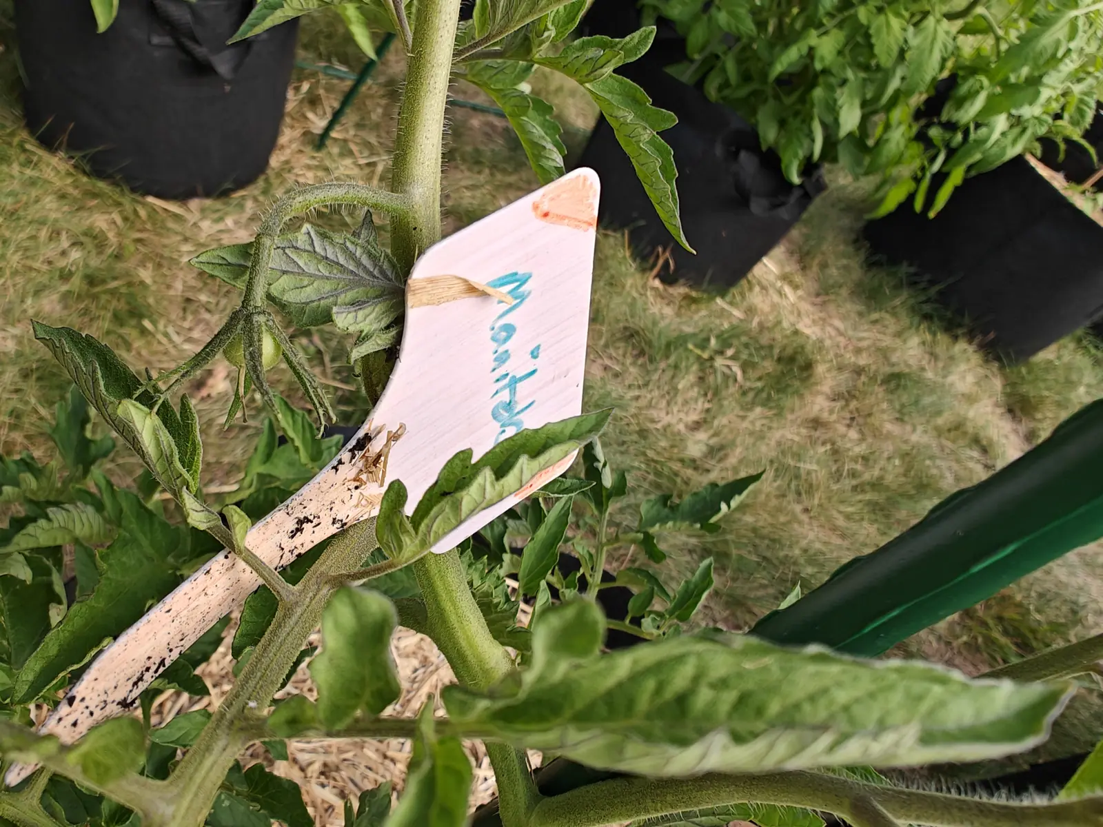 A Manitoba tomato on 25 June with its first two fruits just set, each a round pale green swelling behind narrow hairy sepals, and one bud left on the same shoot, its gray-green leaflets softly downy and jagged, the grass beyond burnt pale.
