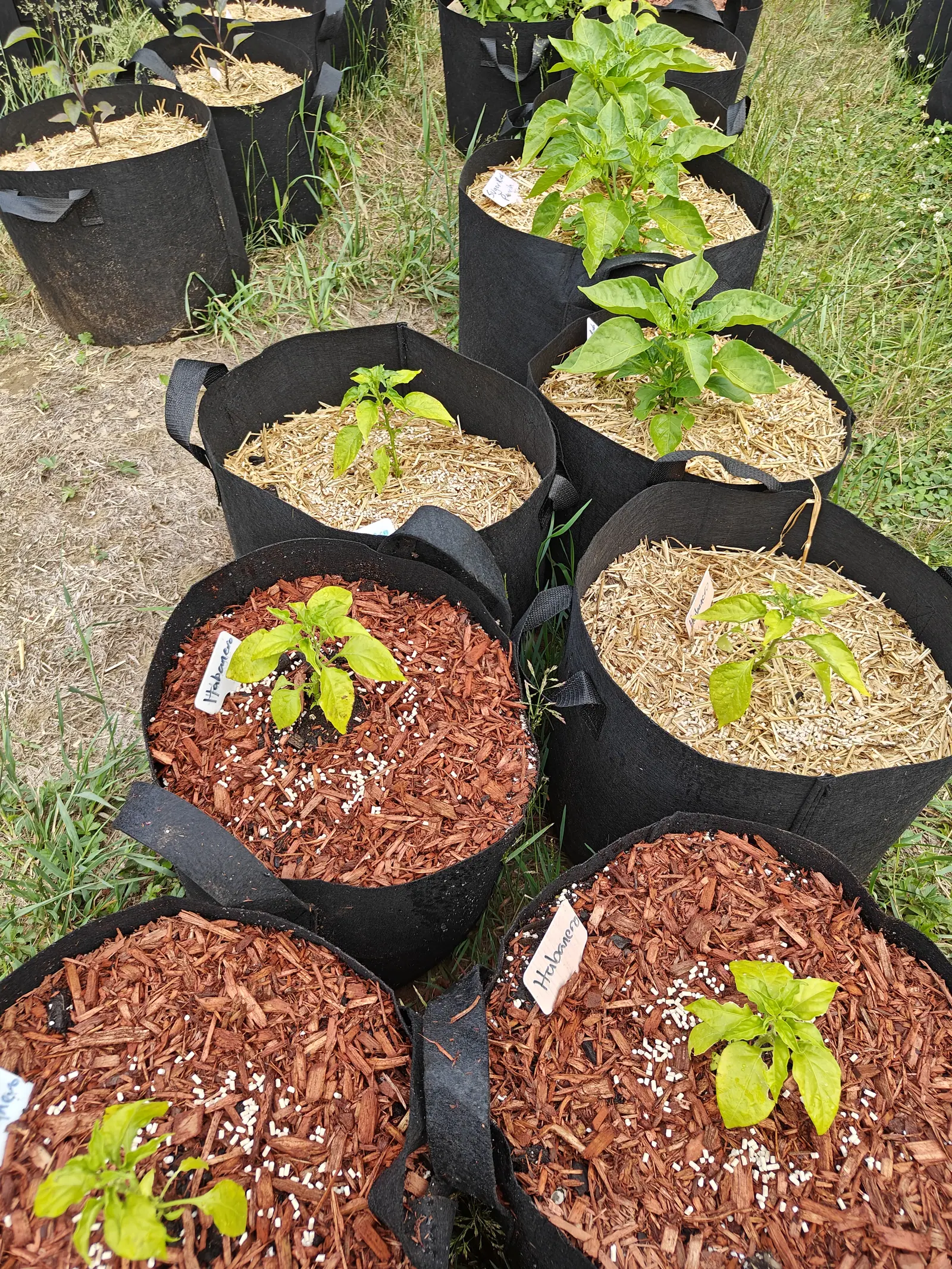 Habaneros on 25 June, a whole loose block of them standing on worn grass and not a flower or a fruit among the lot, their leaves a marked pale yellow-green with only the veins and the newest growth darker, in bright hazy sun.