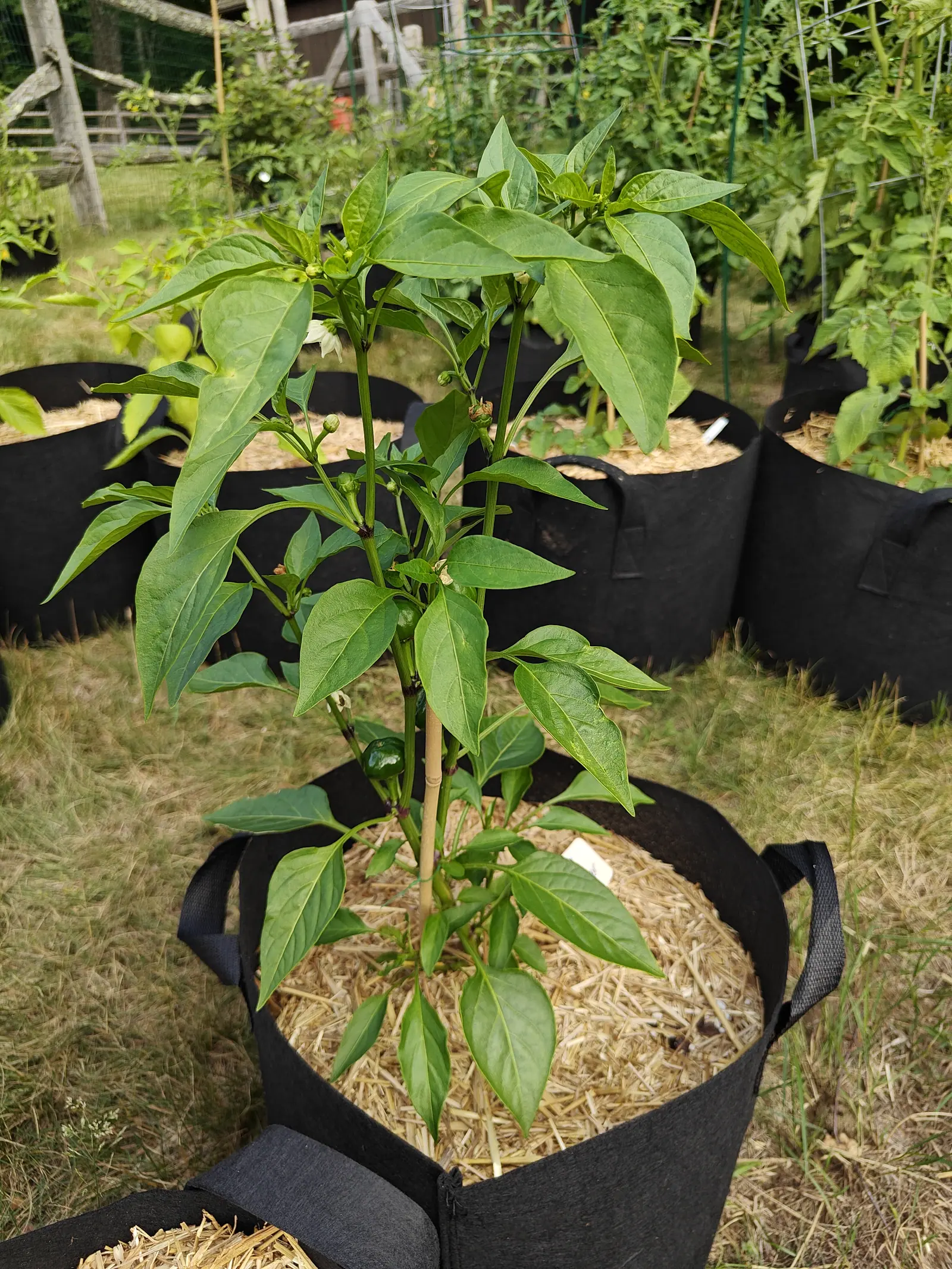 A Chili Red on 25 June with one fruit so far, dark and glossy with a faint dimple at the shoulder, a white flower nodding open beside it and two spent ones gone cream above, every node and joint stained deep purple-brown, in bright hazy sun.