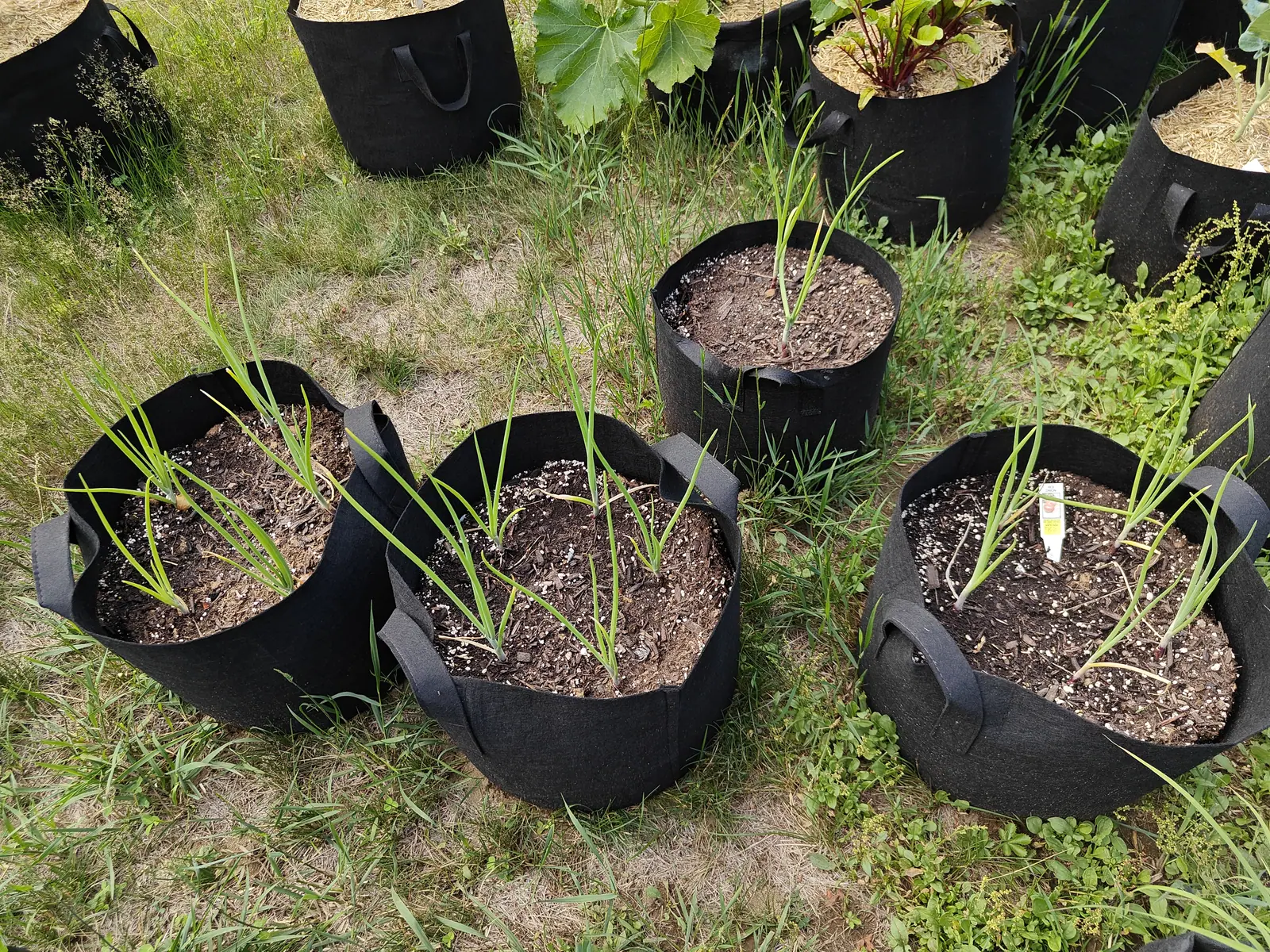 Red onions on 25 June, six or eight to a bag and widely spaced, each a fan of hollow blue-green tubes off a neck already thickening and flushed faintly purple at soil level, their first leaves withered to straw and hanging limp in dry hazy sun.