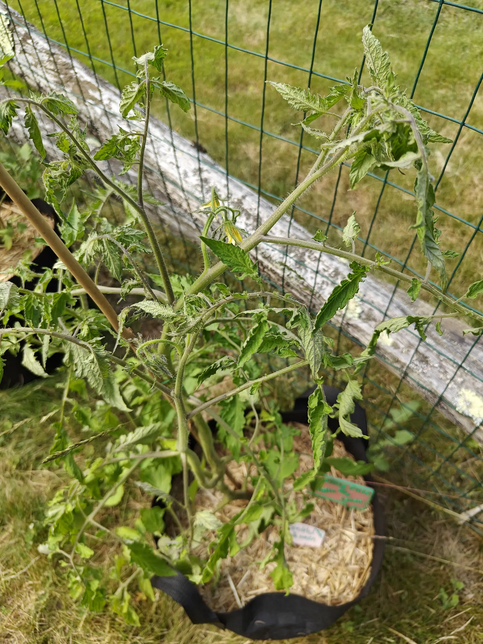 A Speckled Roman tomato on 25 June with almost every leaf rolled and curled inward along its length, so the plant reads ragged gray-green rather than lush, its long branches arching away over a lichen-spotted rail bleached pale by side sun.