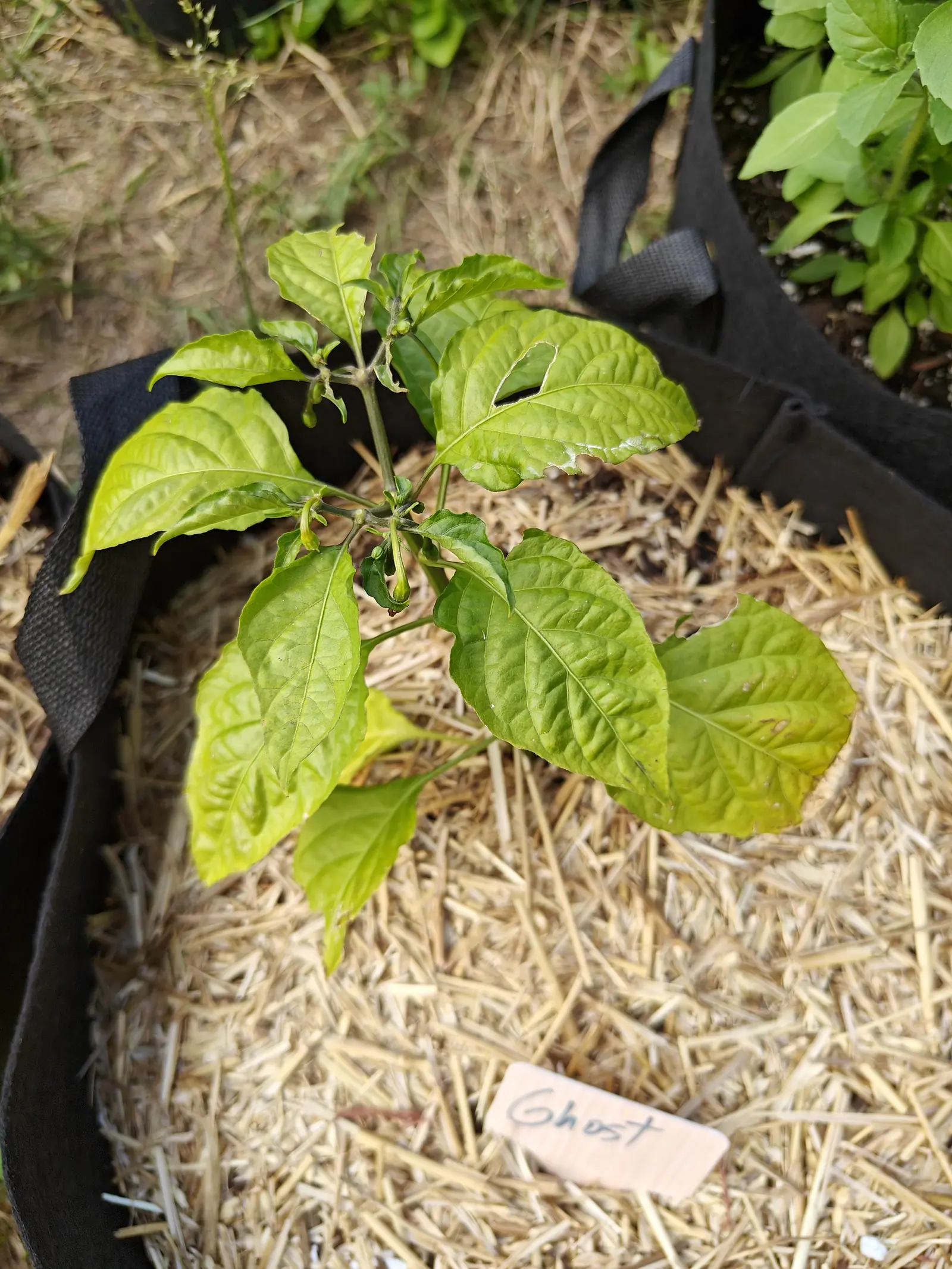 A young Ghost chili on 25 June, its leaves so heavily quilted that each blade puckers between the sunken veins, pale yellow-green but for the older ones below, with one slender green fruit already dangling under the fork in hazy sun.