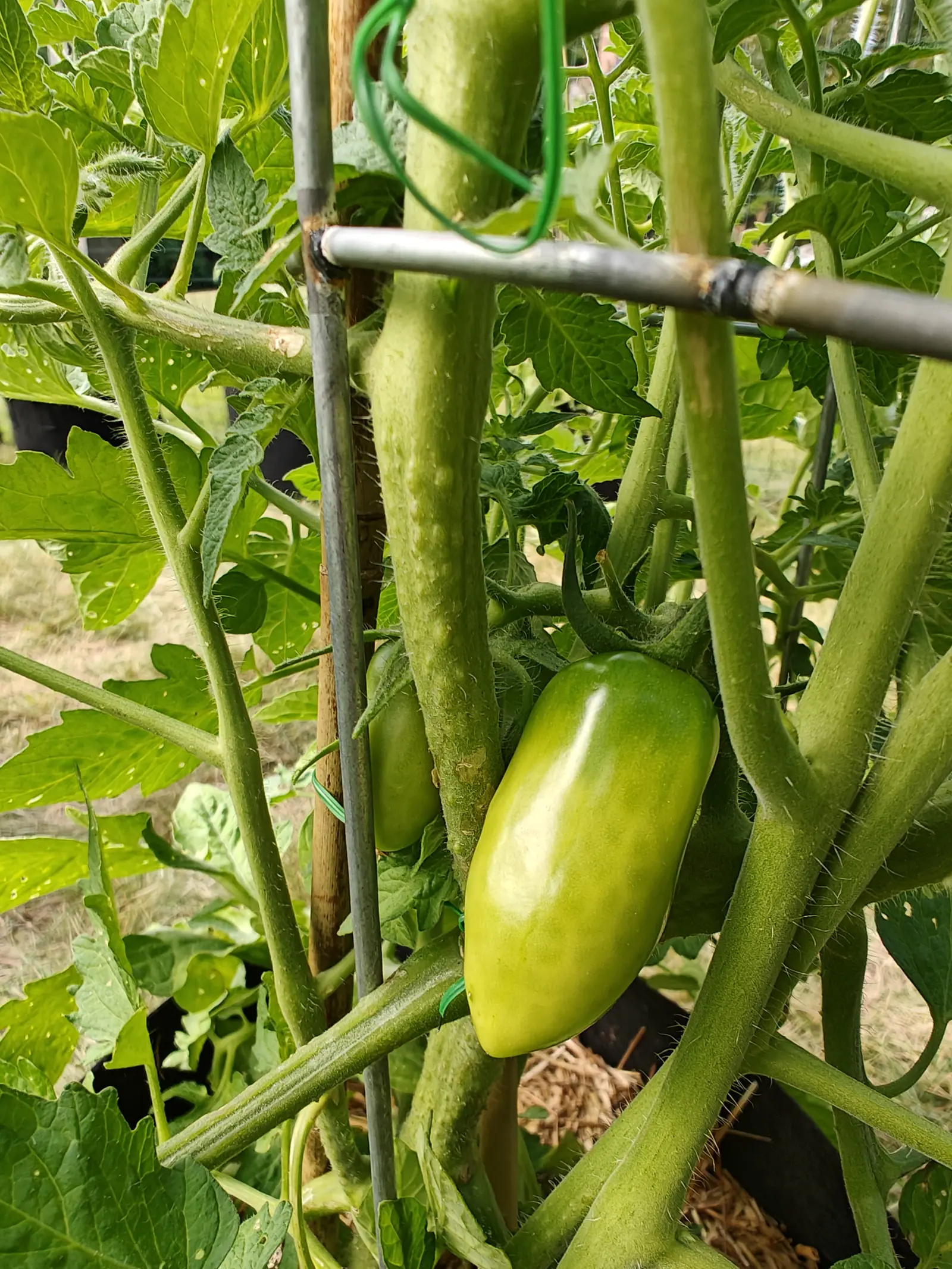 A San Marzano Roma tomato on 25 June, squared off at the blossom end and an even pale green except at the tip, where it is just going yellow, hung from a stout hairy stalk with the sun hard on one flank and the rest of the plant in shade.