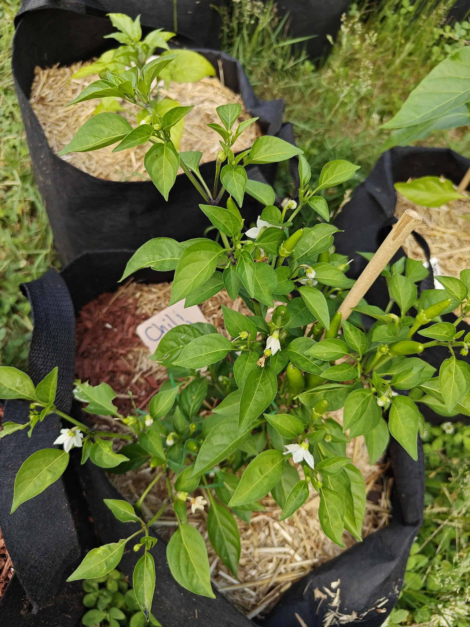 A Chili Red pepper on 25 June in flower and fruit at once, eight or ten white five-pointed stars with pale anthers open among a dozen slender green pods, the leaves held so loosely that the whole plant reads open rather than dense.