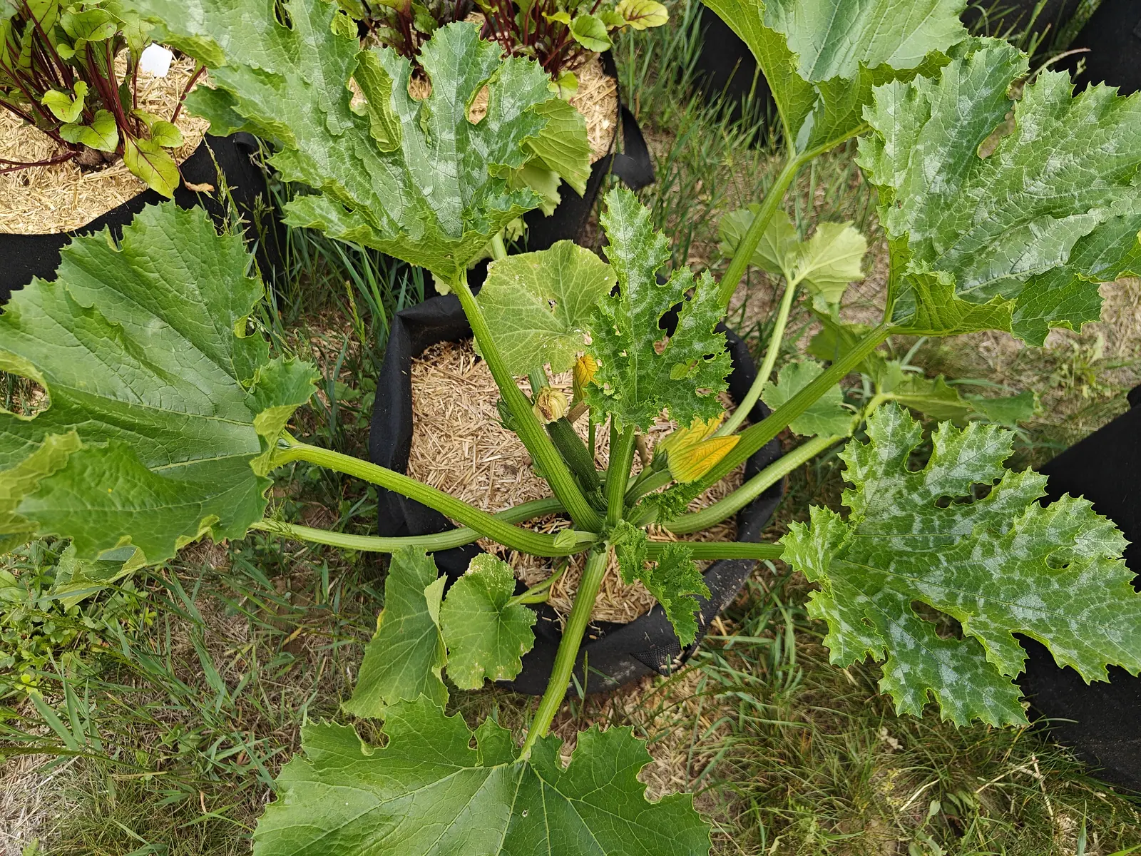 A Dark Green zucchini on 25 June, its hollow ribbed leaf stalks radiating flat from the crown like spokes under leaves streaked silver-white along every main vein, one fruit lying at the center with its withered flower still on the tip.