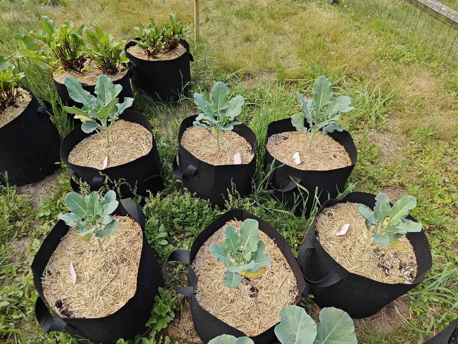 Nine young plants set out in a block on 25 June, every one at exactly the same stage, five to eight waxed blue-gray blades over chalk-white midribs and a growing point still no more than a crinkled tuft, with a weed run up to flower among them.