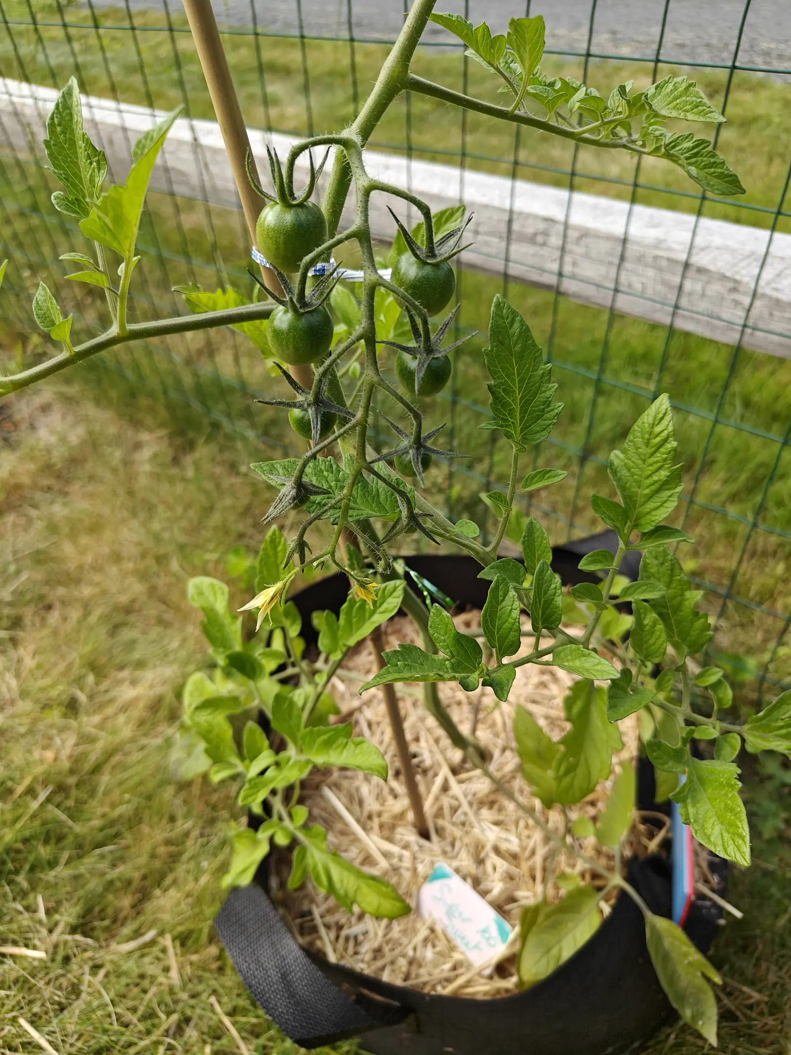 A Super Sweet 100 tomato on 25 June, six or seven fruits spaced alternately down one hairy zigzag stalk, every one still deep glossy green and backed by a star of thin hairy sepals curving away from the shoulder, mown lawn bright beyond the rail.