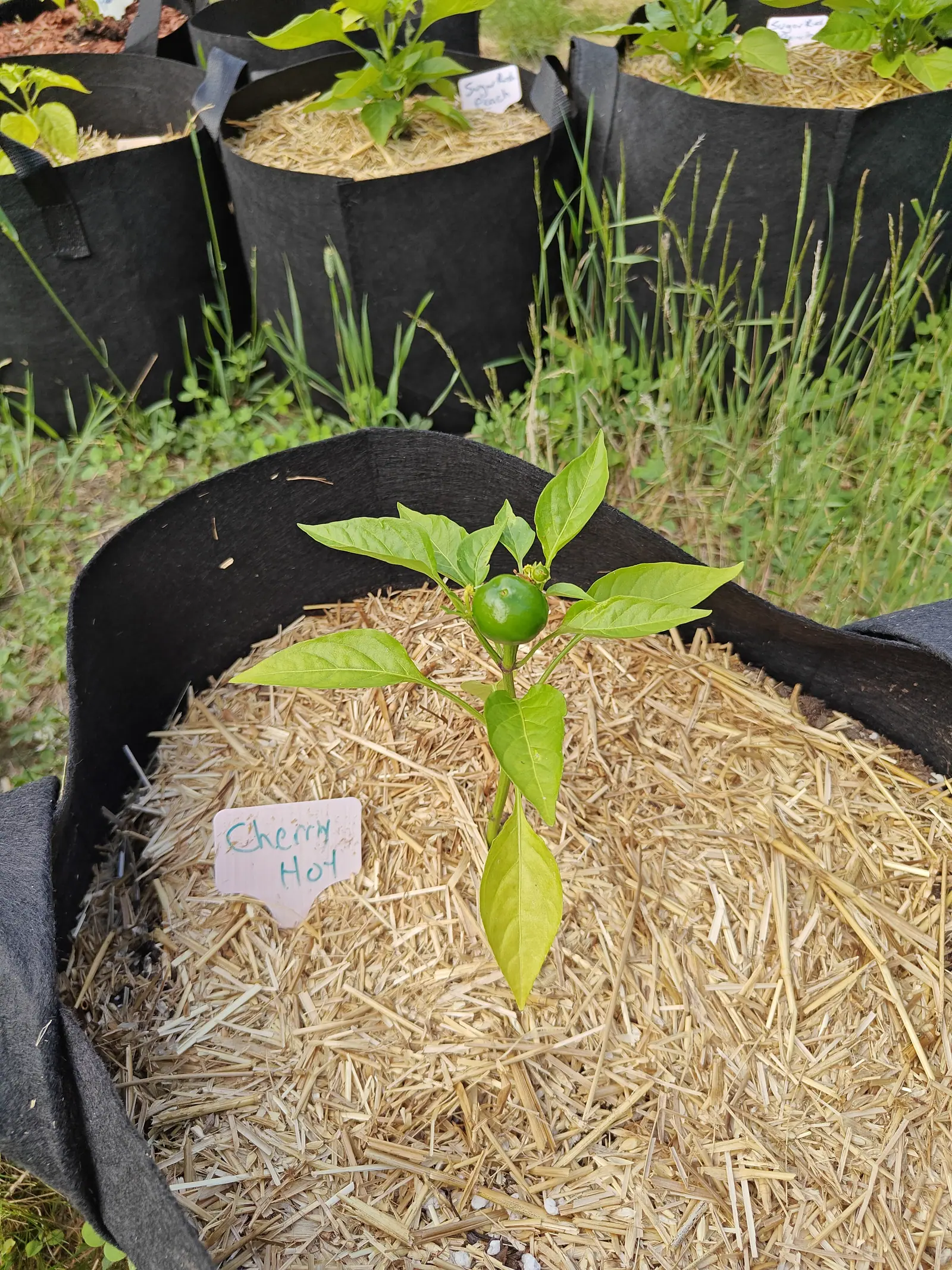 A Cherry Hot pepper on 25 June, only seven or eight leaves on it and already one fruit at the crown, a round green berry with a flattened top and a faint dimple sitting upright under its flared calyx, a single bud beside it in hazy sun.