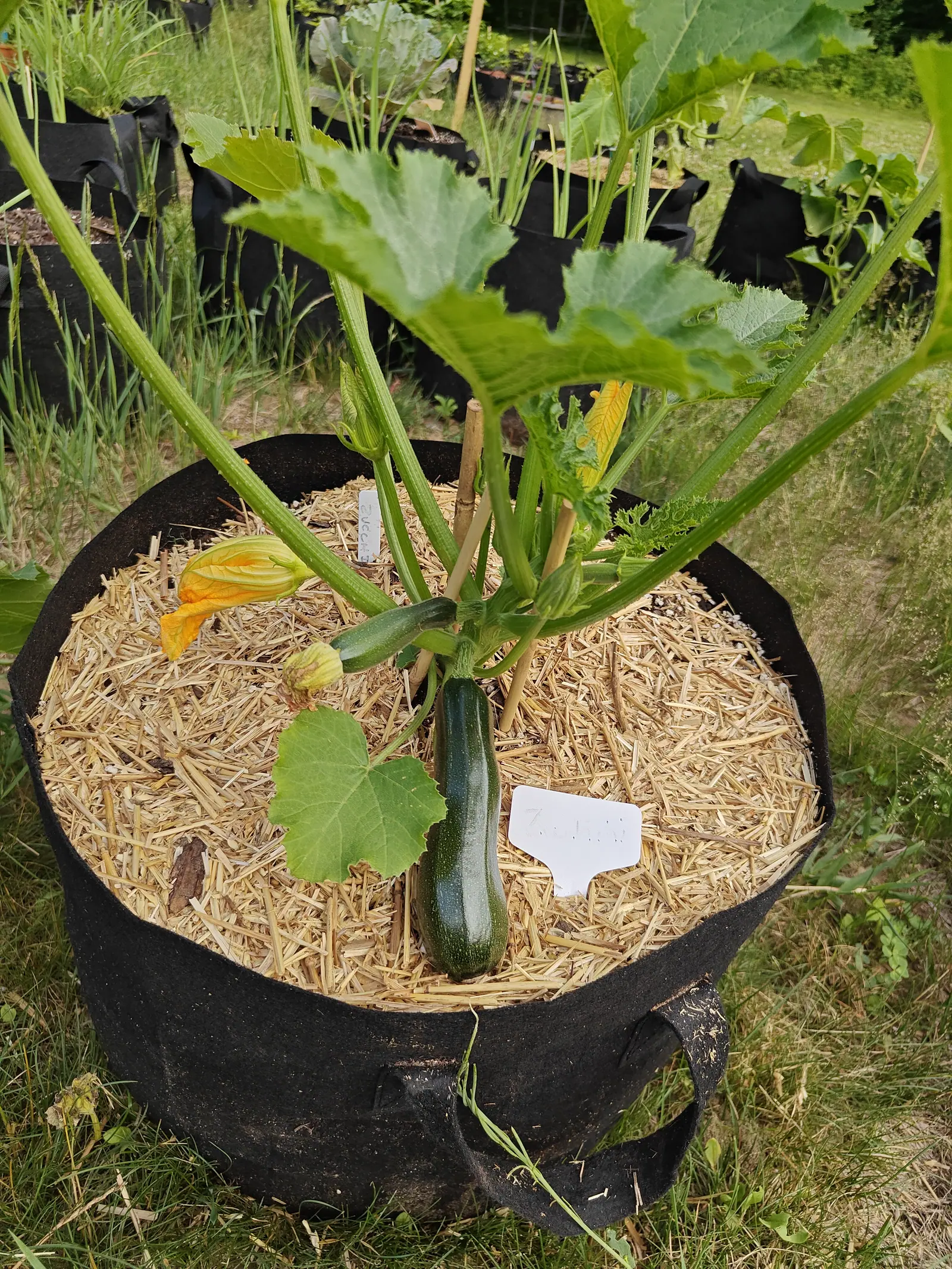 A Dark Green zucchini on 25 June with one fruit standing almost upright out of the mulch, near-black and faintly speckled, while two orange-yellow trumpets lie open beside it, one flat on its back with its throat and veined lobes to the sky.