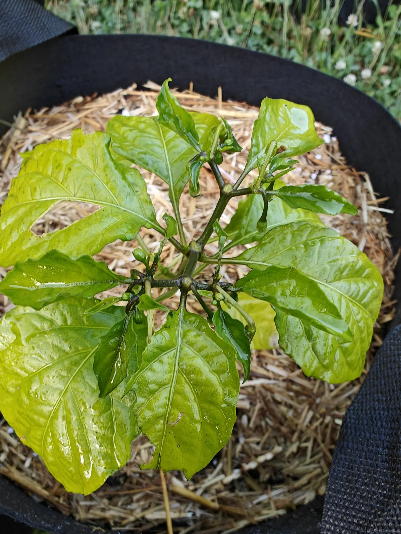 A Habanero pepper on 25 June, the stem forking in twos again and again with a bud in the angle of every fork and each node stained purple-black, its quilted leaves paled almost to yellow but for the veins, still wet under flat overcast light.