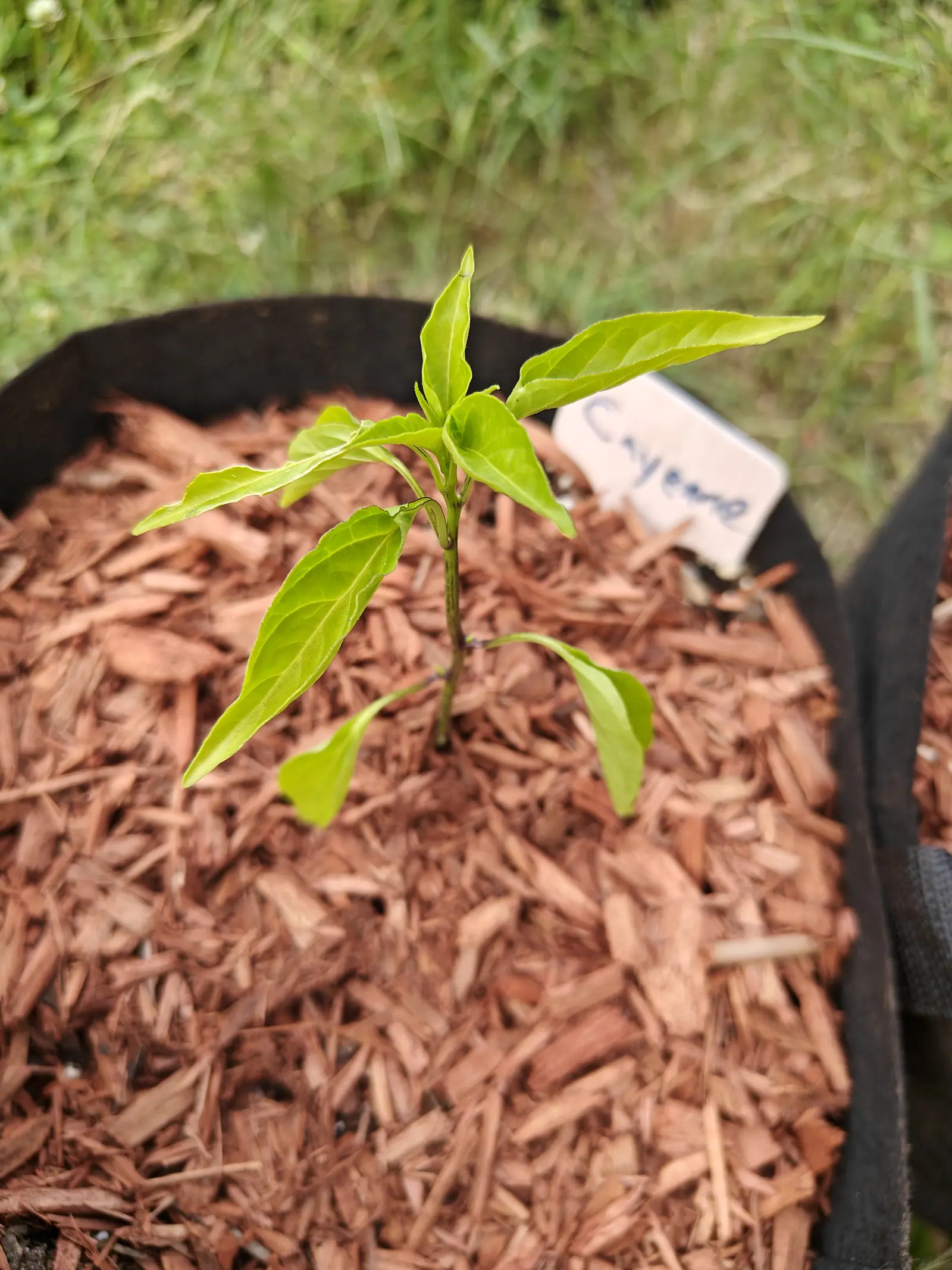 A Cayenne Blend pepper on 25 June, still one unbranched stem with seven or eight leaves and nothing set on it, the stem striped lengthwise in dark purple-brown and stained at every node, the newest leaves yellowest, under flat overcast light.