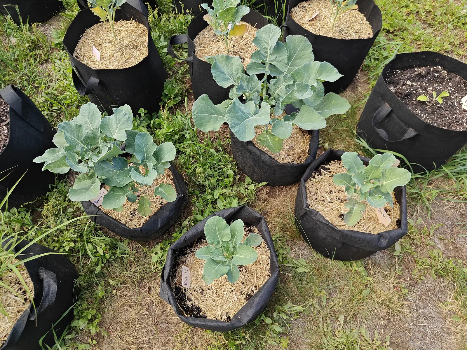 Five plants of one sowing on 25 June standing at three distinct sizes, from one with five leaves to one whose stem has begun to run up, none of them yet showing anything at the growing tip, and one place in the row still bare but for a seedling.