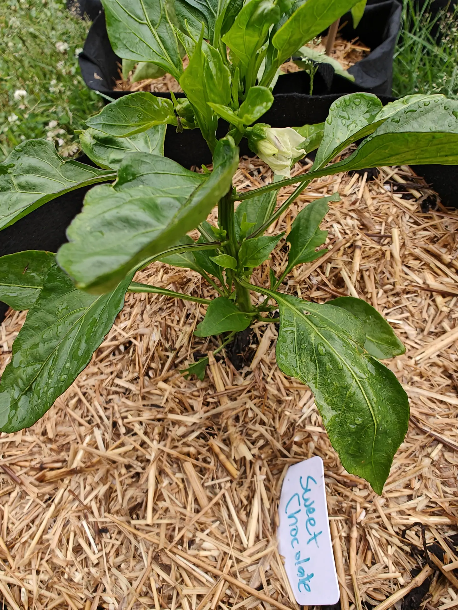 A Sweet Chocolate pepper on 27 June with one flower nodding open at a leaf axil, cream-white with five broad rounded lobes and the pale style showing, its dark undulating leaves beaded all over from rain that has only just stopped.