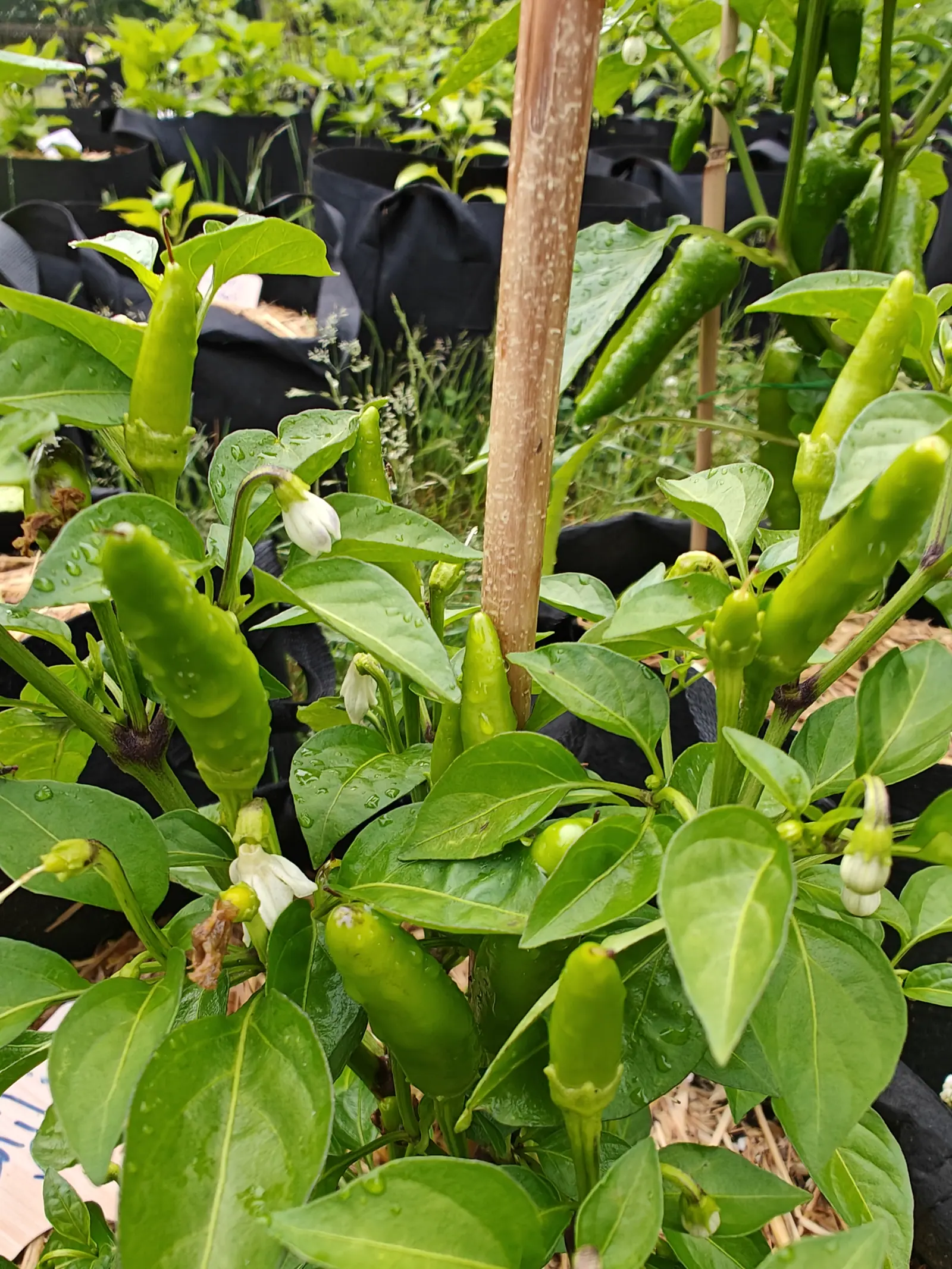 A Chili Red pepper on 27 June carrying fifteen pods at once, each creased lengthwise and cocked upward, with white bells hanging below them and every stem joint stained purple-black, the whole plant still running with rain.