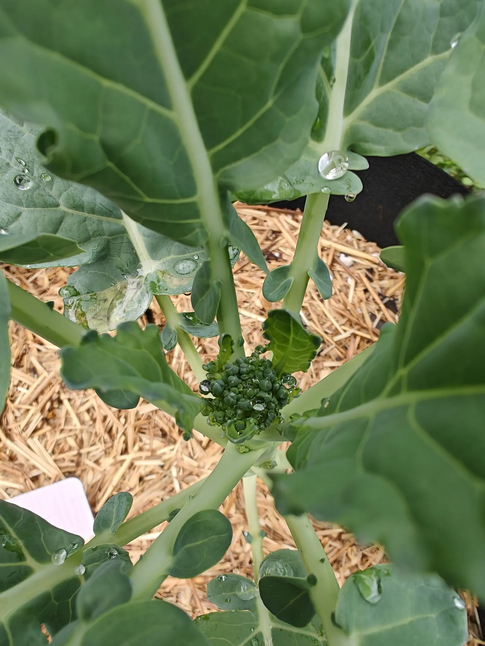 A Green Magic broccoli on 27 June with its first head cradled between the leaf bases, a dome of dark blue-green beads on short thick stalks, every bead holding a clear droplet and one long smear of water lying across the blades around it.