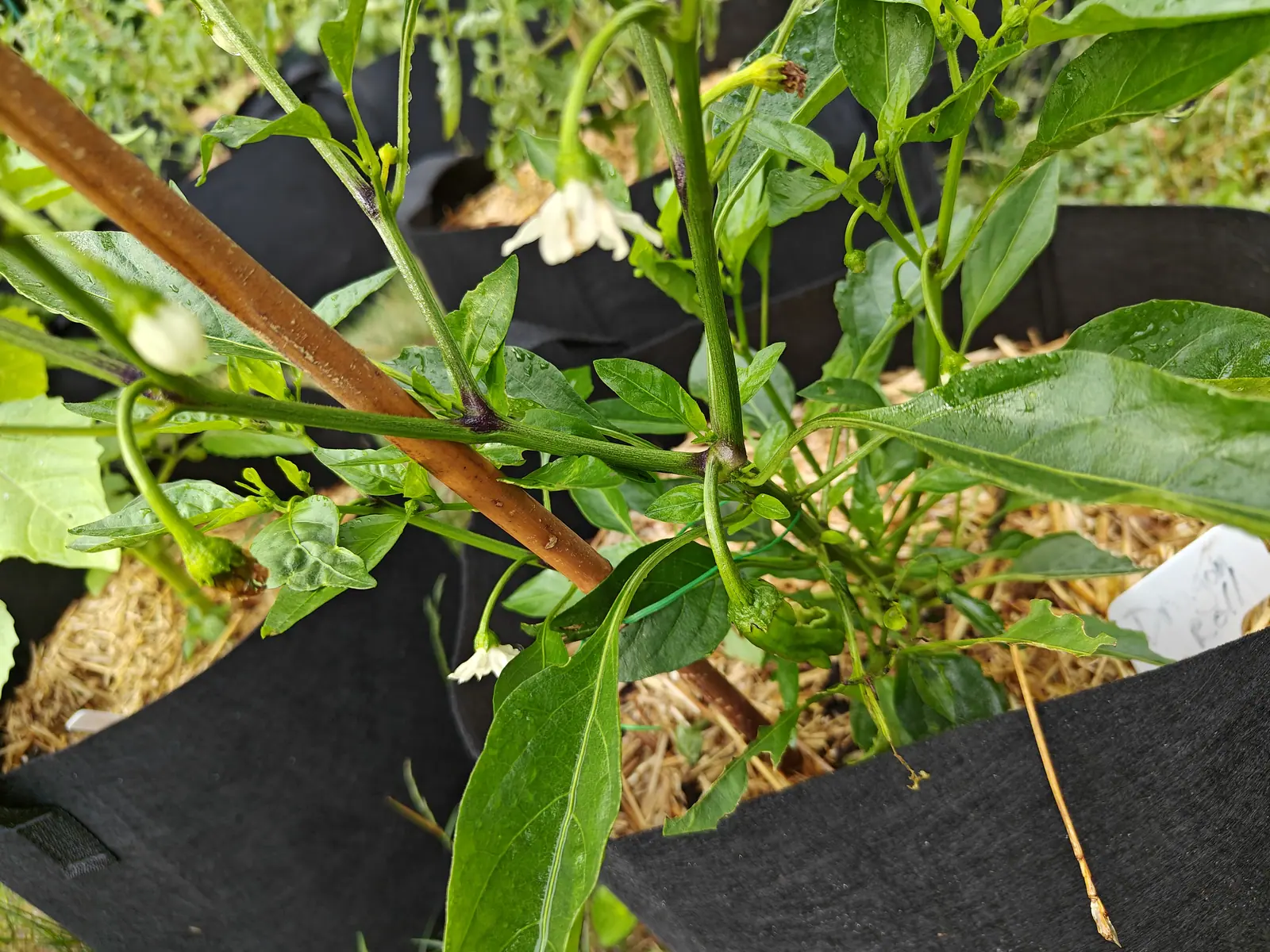 A Dragon Roll pepper on 27 June, three or four cream bells hanging from curved stalks with their lobes flexed right back and one fruit already ridged at the shoulder, every node stained hard purple-black and every leaf still wet.
