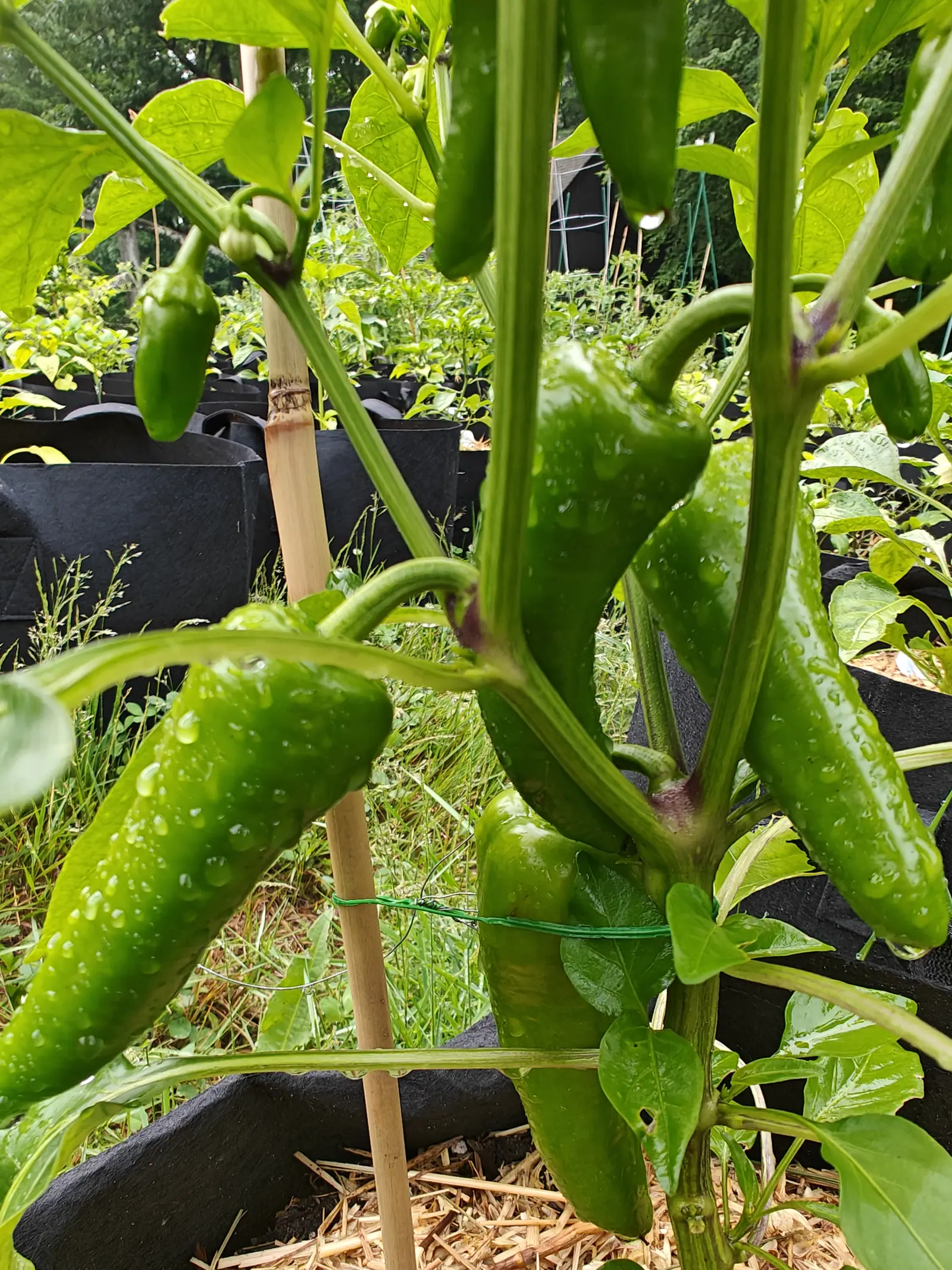 A Pick-N-Pop Yellow pepper on 27 June hanging four blocky fruits with squared shoulders and blunt curved tips, not a trace of ripening color in any of them, all beaded with rain under a treeline that closes off the top of the frame.