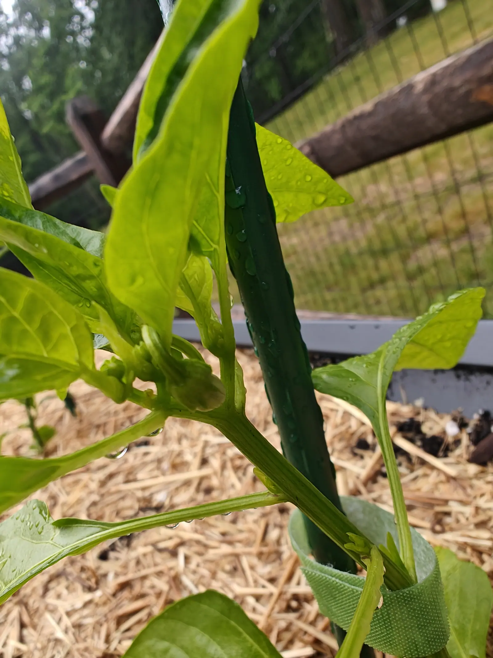A Jalapeno on 27 June caught at the fork, where one fruitlet is just swelling behind its calyx between an unopened bud and the base of a spent flower, rain still hanging off every leaf edge and dark conifers standing behind out of focus.