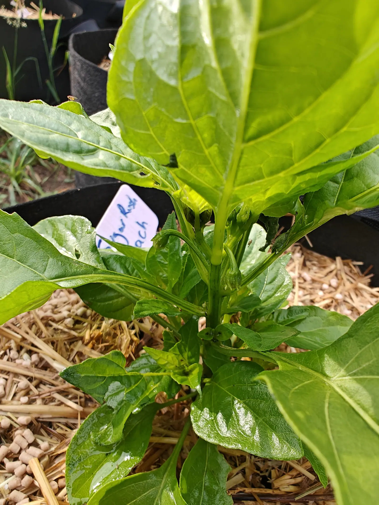 A Sugar Rush Peach pepper on 27 June, its first fruit set tight against the ribbed stem with the calyx lobes splayed back down over the shoulder, the crimped leaves above it wet, round-holed where something has fed, and paling to the crown.