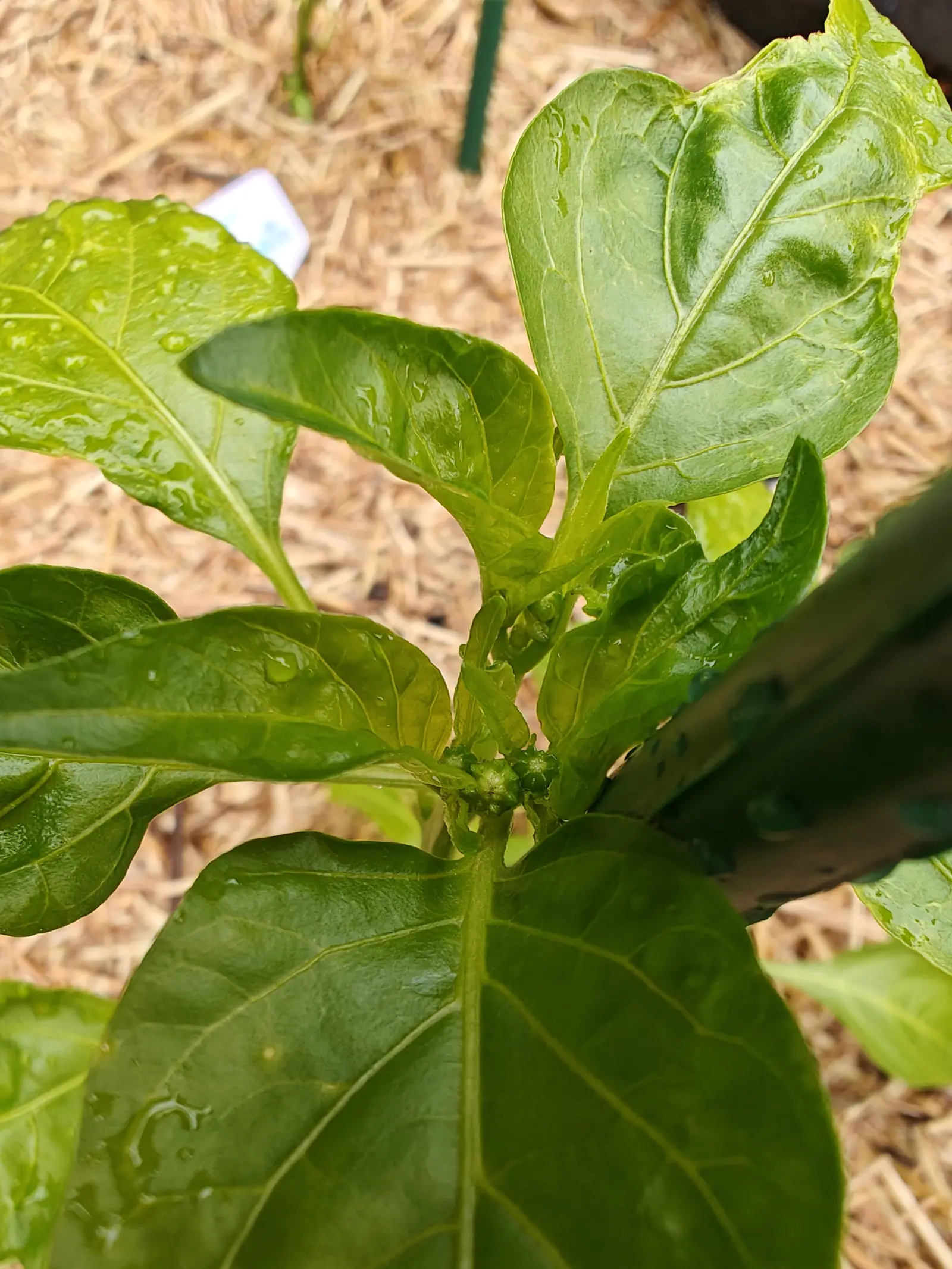 A Jalapeno on 27 June with two fruits set side by side where the stem divides, each held in a star of curled-back calyx points and one still wearing the dried flower on its tip, the quilted leaves cupping fat droplets in bright haze.