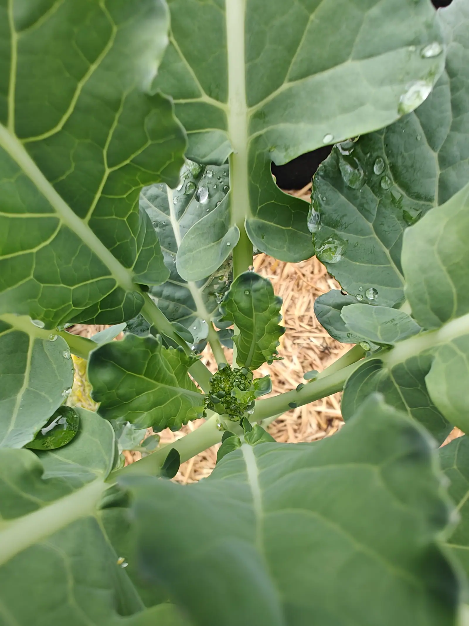 A Green Magic broccoli on 27 June, tiny leaflets pushing up between the beads of the head where the leaf stalks converge, one blade above it torn clean through and another bleached pale, all of it soaked and standing in no shadow at all.