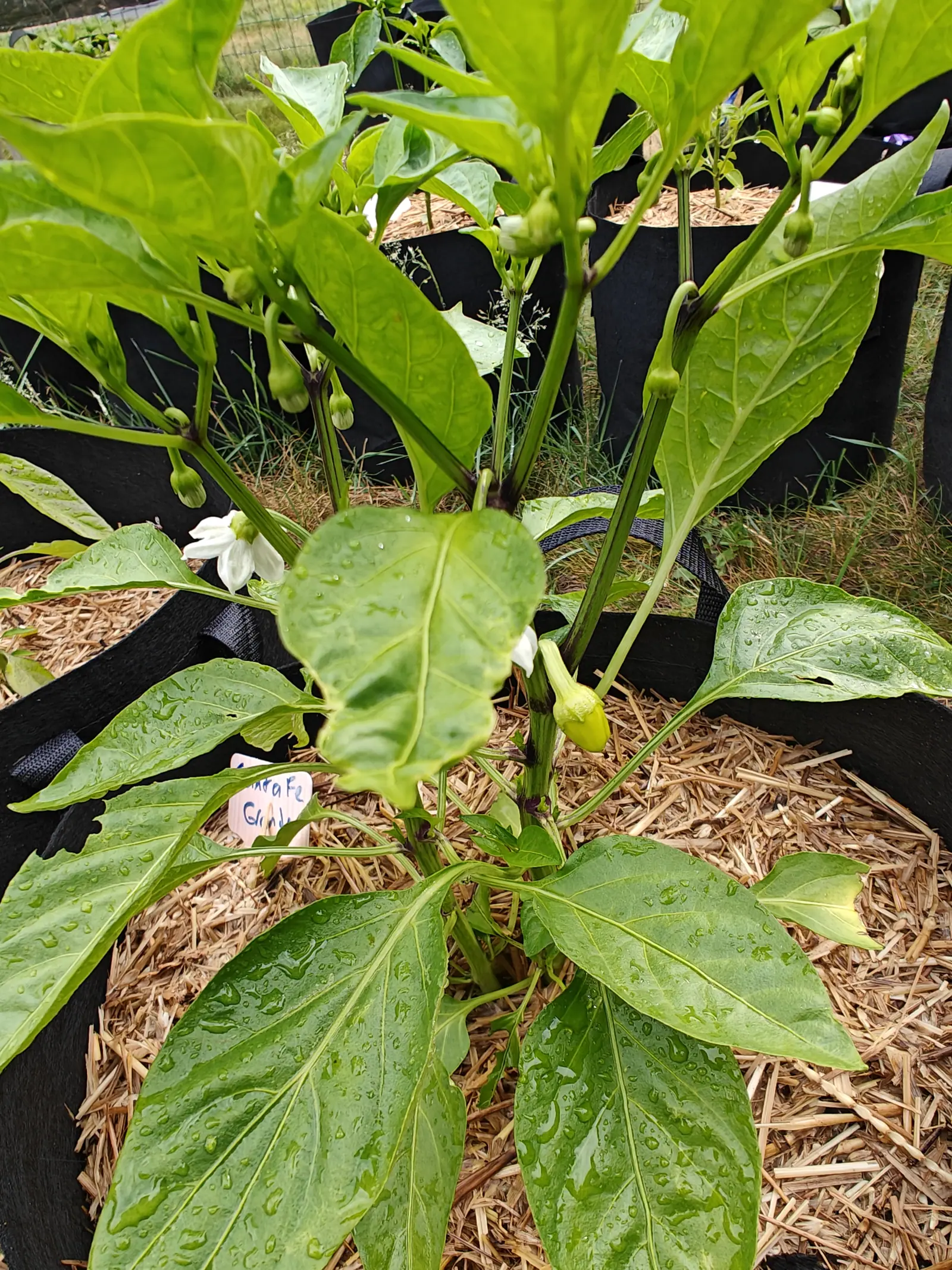 A Santa Fe Grande pepper on 26 June, a dozen buds swelling on curved stalks with three broken open into cream bells, and one pale cone of a fruit already set below them still wearing its withered flower, the whole plant lax and rain-wet.