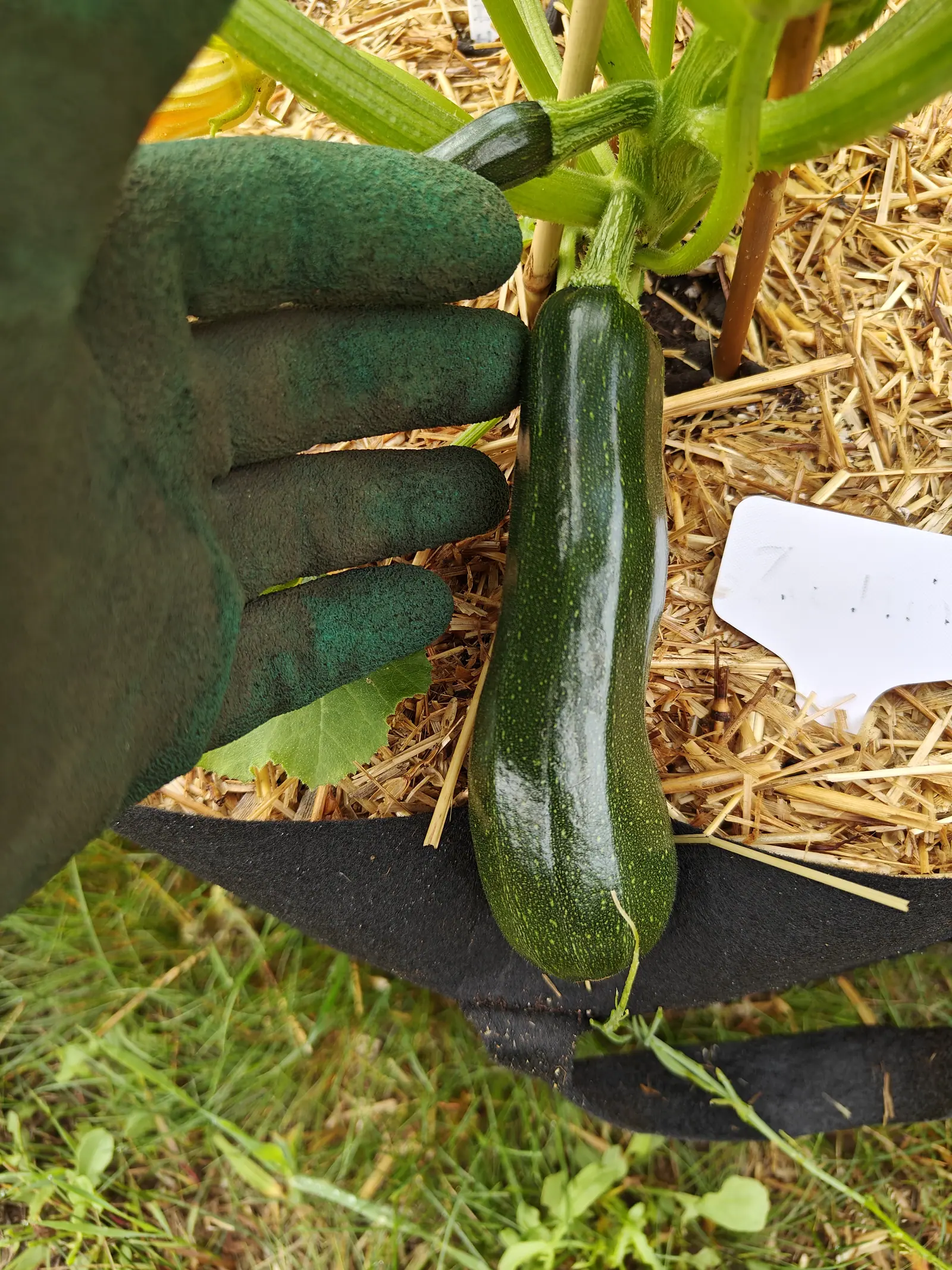 A Dark Green zucchini on 26 June measured against an open gardening glove that still outreaches it from wrist to fingertip, its near-black skin flecked and streaked pale, the dried flower trailing from the blossom end in hazy sun.