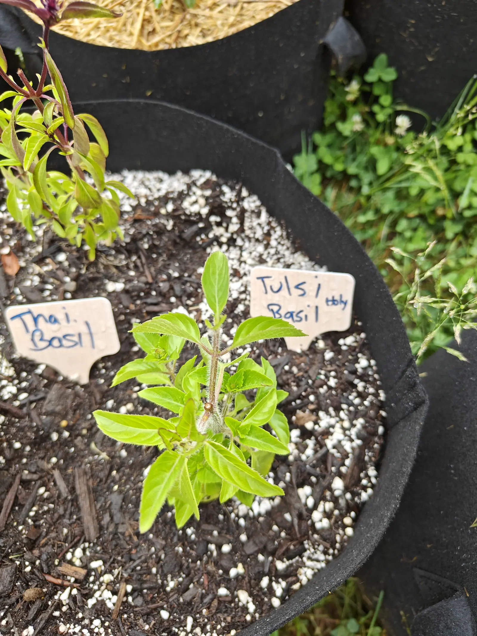 A Holy Basil on 26 June, four pairs of sharply toothed yellow-green leaves on a stem flushed dusky purple-pink and bristling with white hairs along every rib and edge, a bigger maroon-stemmed sibling leaning in on a damp overcast day.