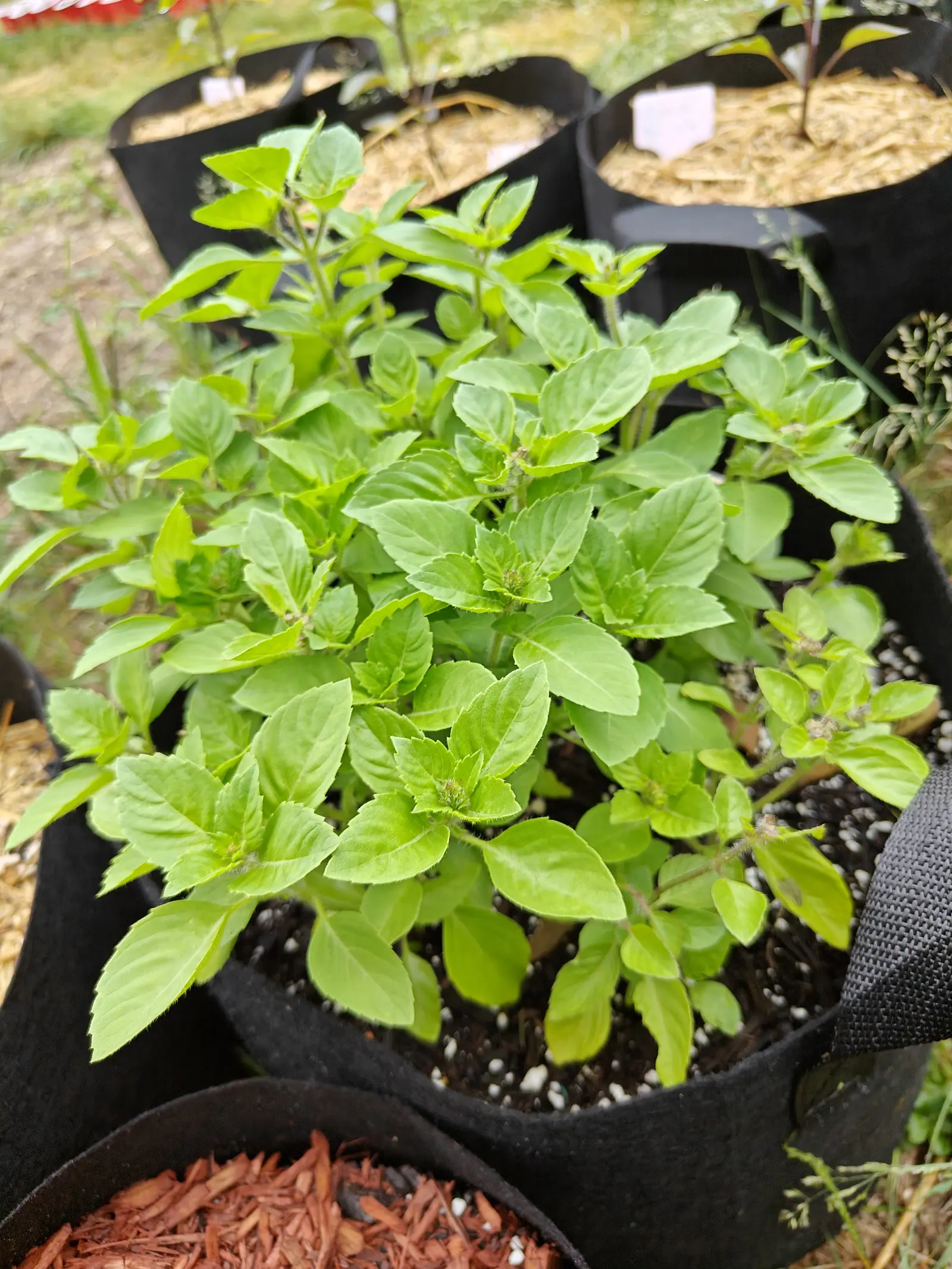 A Holy Basil on 26 June grown bushy enough to spill over its own rim, dozens of shoots of saw-toothed quilted leaves, and at the tips the first tight green flower heads with their tiny florets just breaking, under flat shadowless light.