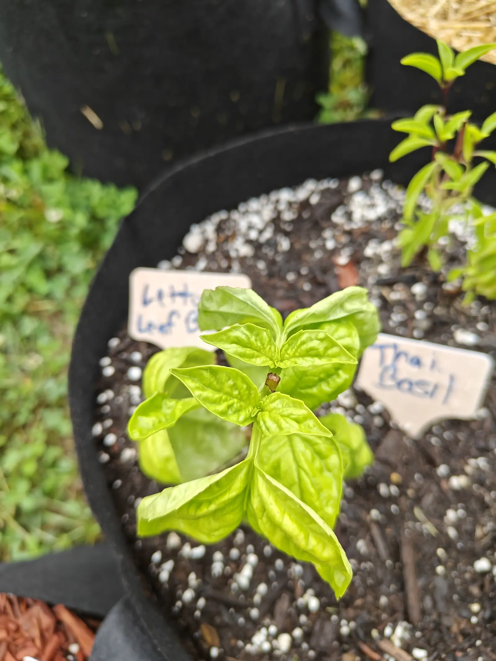 A Lettuce Leaf basil on 26 June, three pairs of unusually broad blunt leaves cupped and deeply quilted and paling to lime along every raised area, with a short dried stub standing where the leading shoot would be, on a dull damp day.
