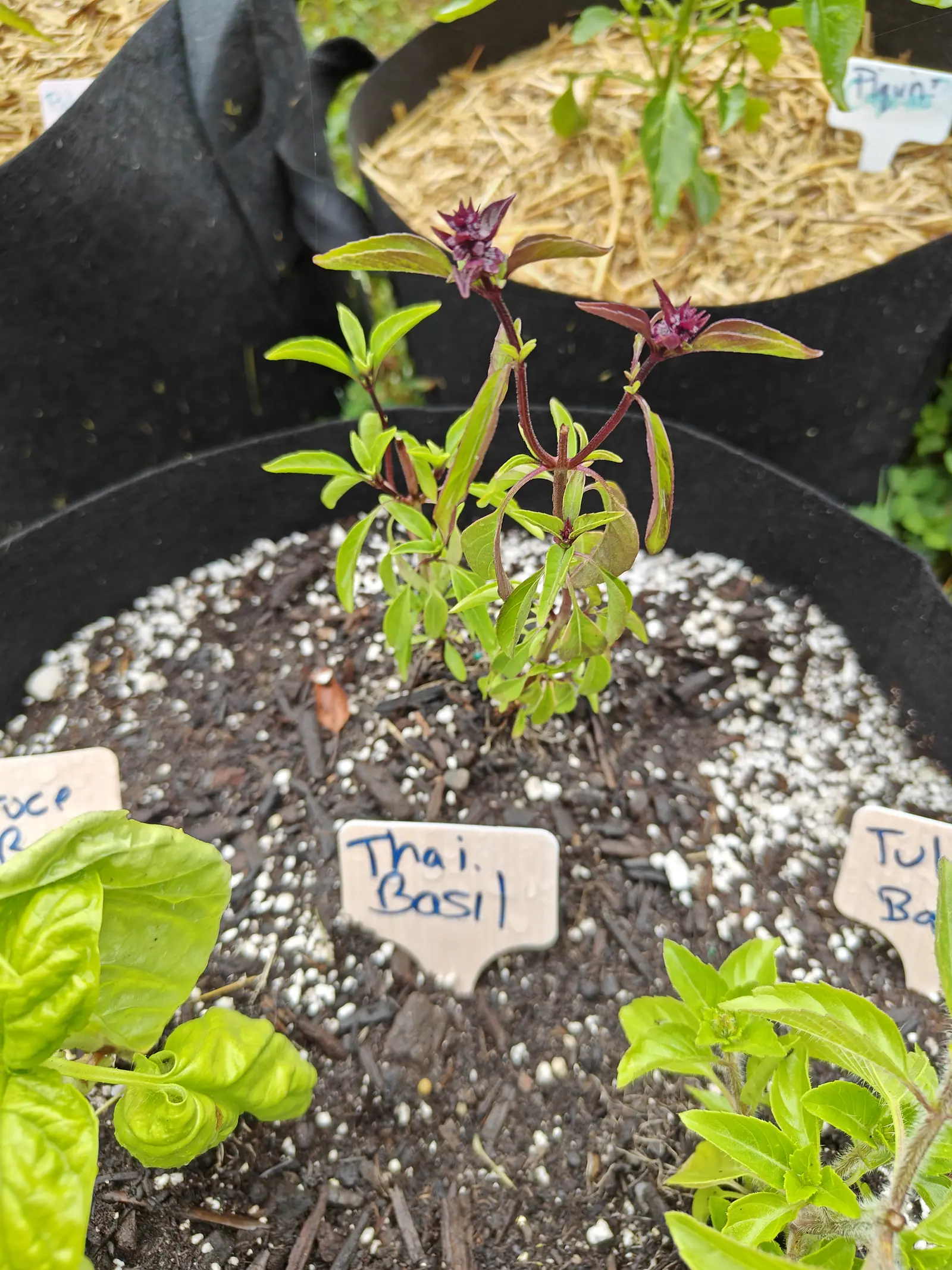A Thai basil on 26 June with every stem stained wine-red and the narrow leaves washed purple-bronze toward their tips, two shoots run up into tiered spikes of glossy maroon calyces with the first lilac florets breaking between them.