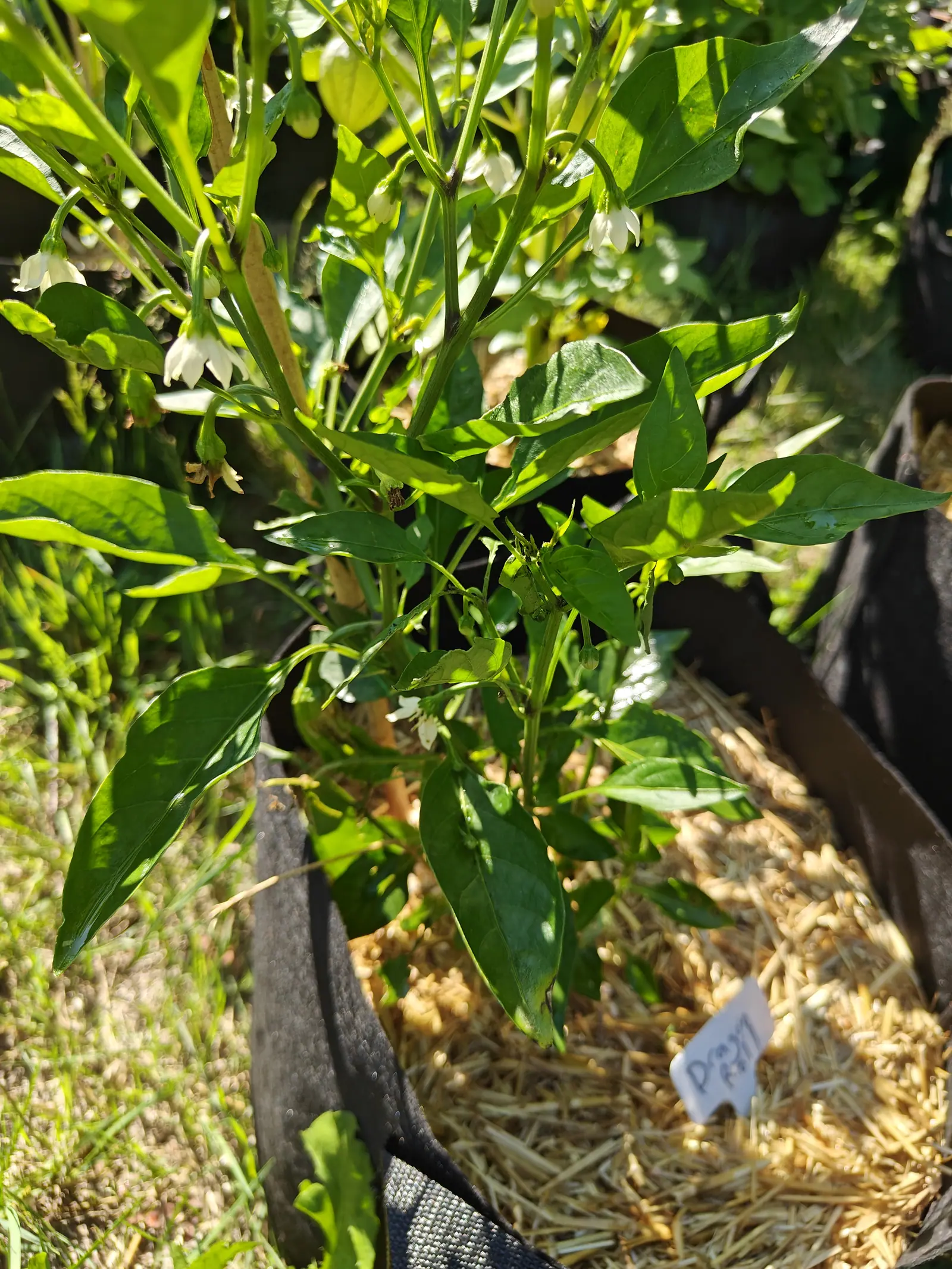 A Dragon Roll pepper on 29 June in flower and carrying nothing yet, a dozen white bells hanging face-down from the leaf joints with their petals flexed back, the sun raking in from the right and printing hard leaf shadows below them.