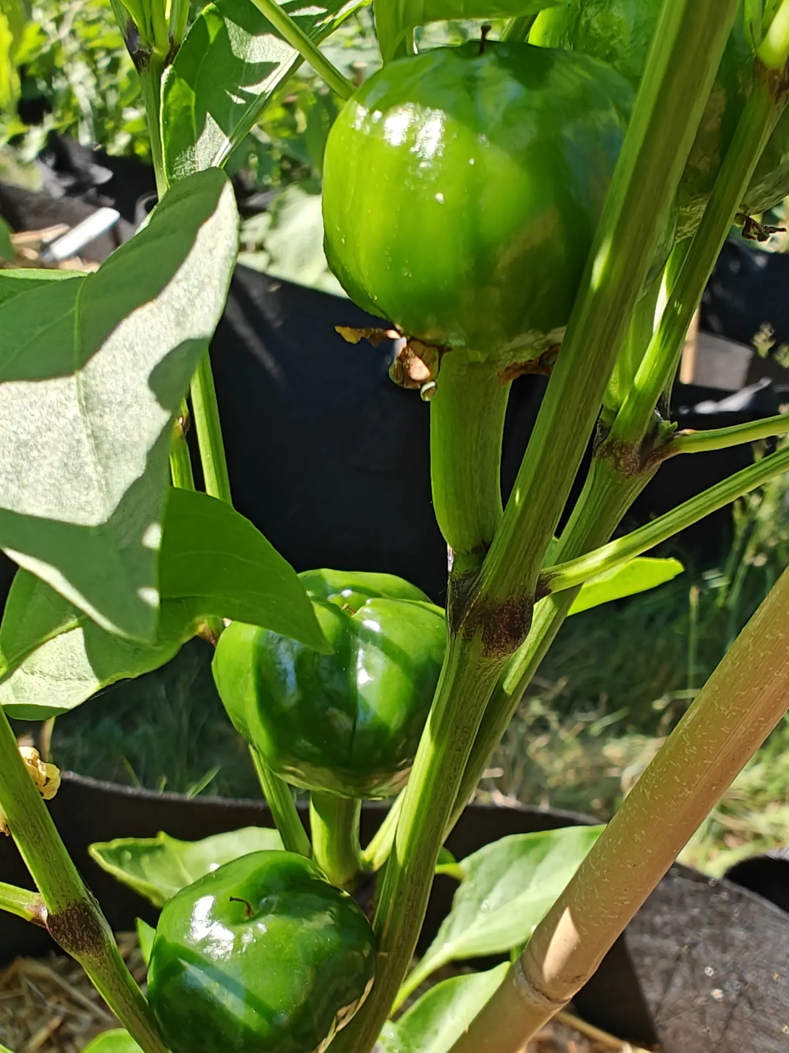 Cherry Stuffer peppers on 29 June, three of them stepping down the frame as wide as they are tall with a broad flat shoulder and shallow ribbing, the topmost still wearing its withered calyx as a ragged tan collar, hard sun streaking every skin.