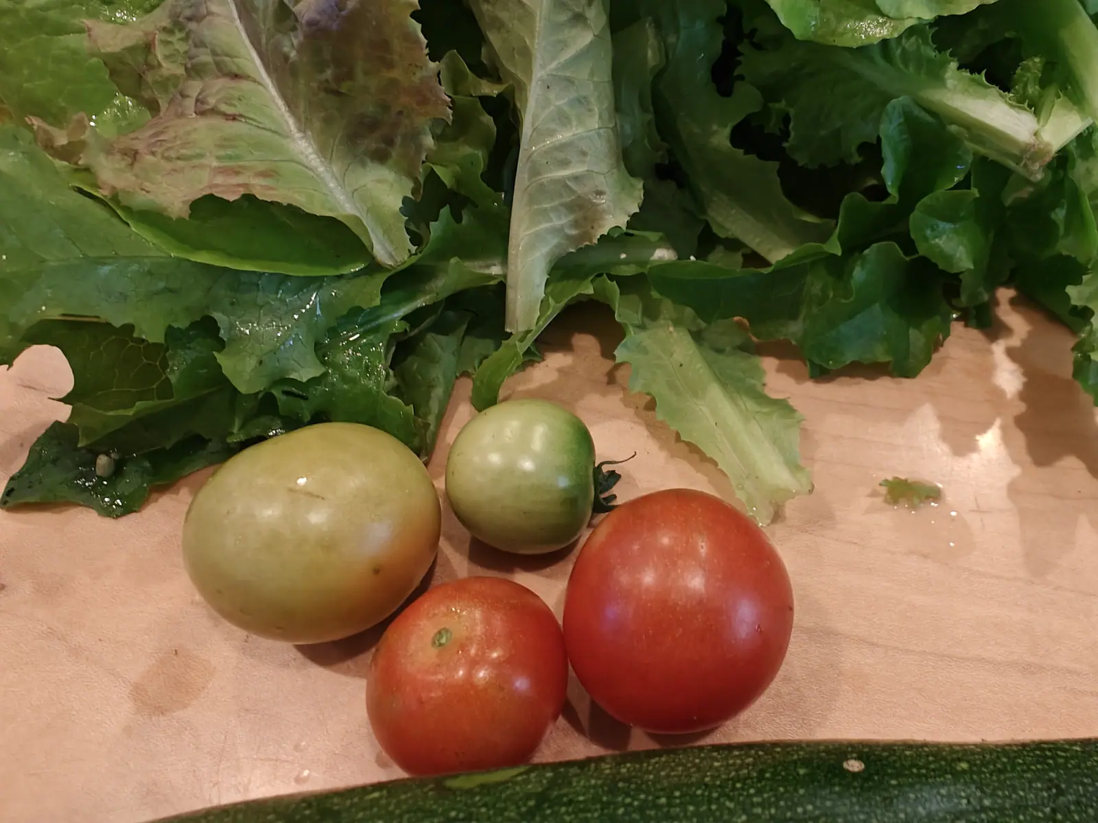 Cherry Falls tomatoes on 29 June, brought in at four stages at once, one still green under its sepal star, one blushing apricot, two gone dull orange-red, laid against a heap of just-washed frilled lettuce still beaded with water.